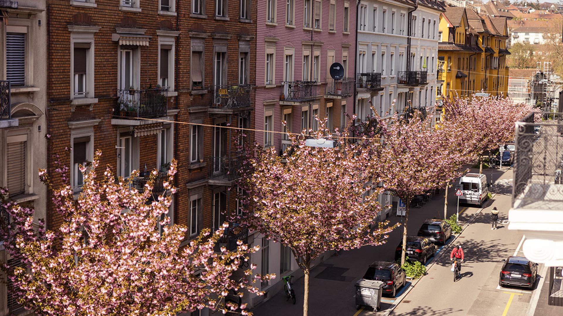 Kirschblüten in Zürich