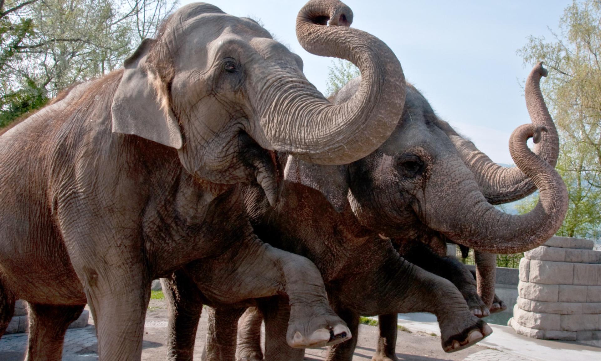 Knies Kinderzoo