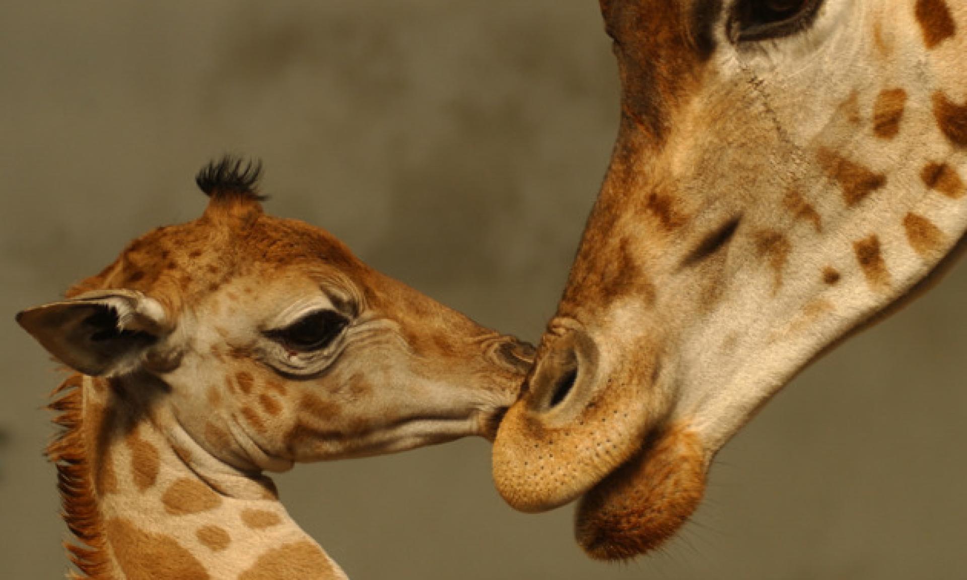 Knies Kinderzoo