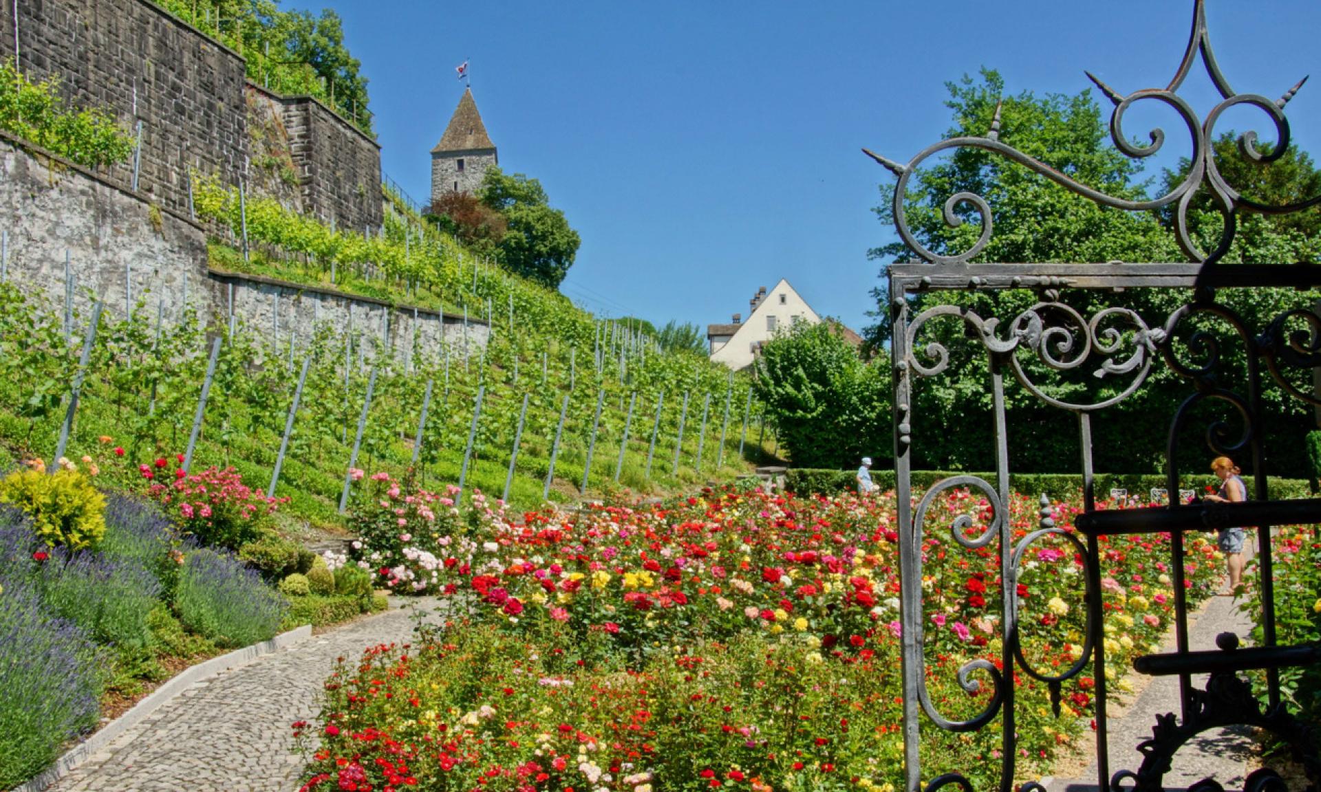 Rosenstadt Rapperswil