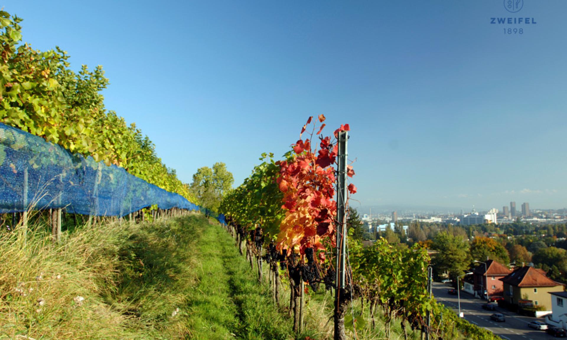 Weingut Zweifel