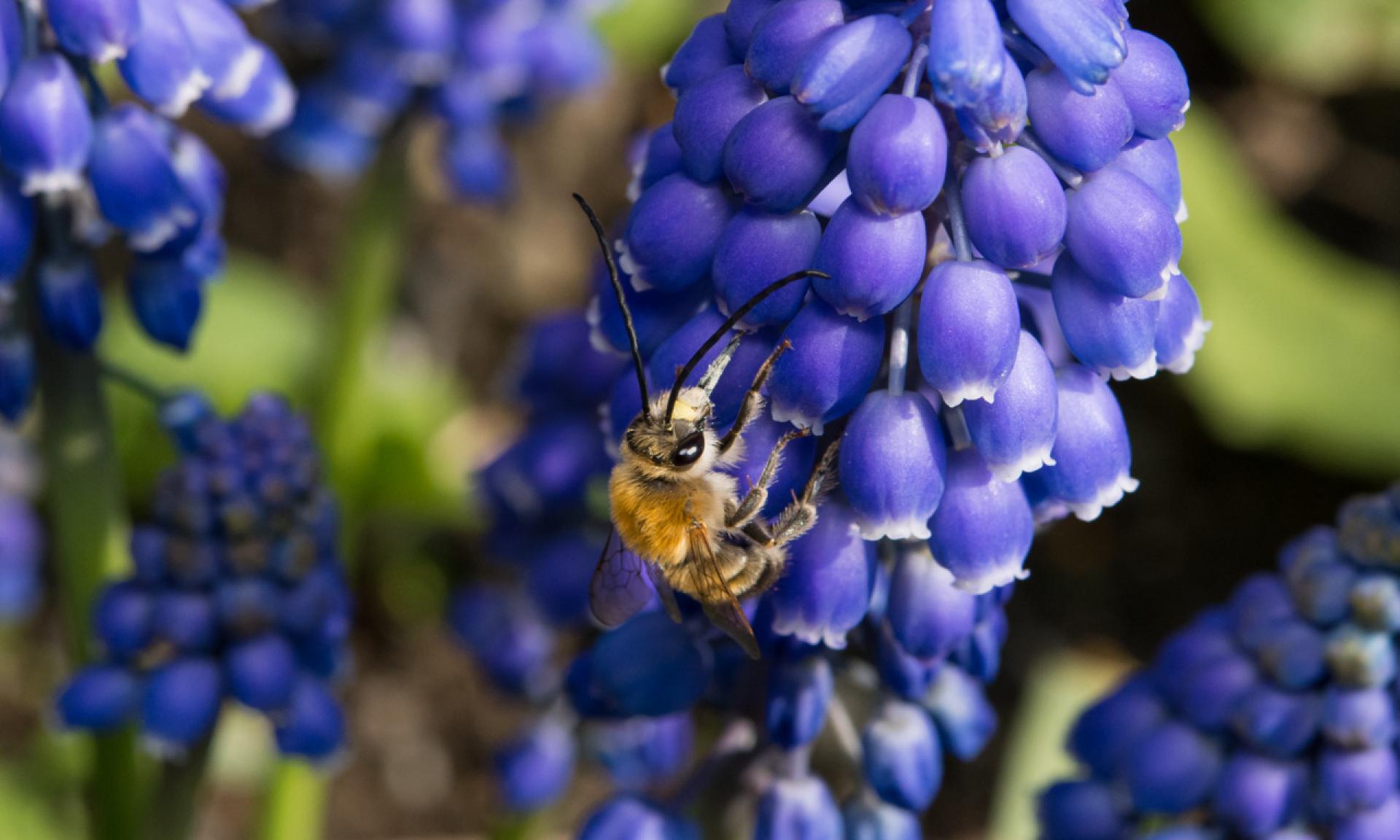 Wildbienen
