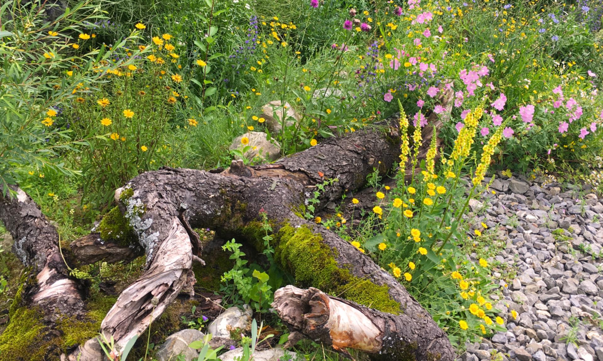 Wildbienen