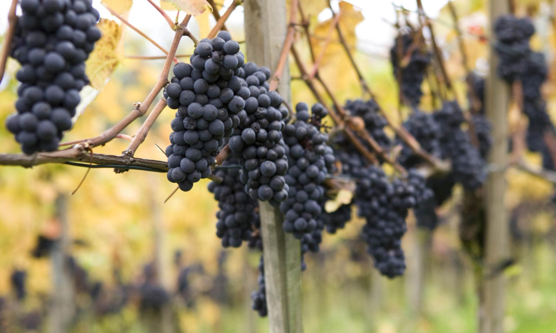 Weingut Irsslinger