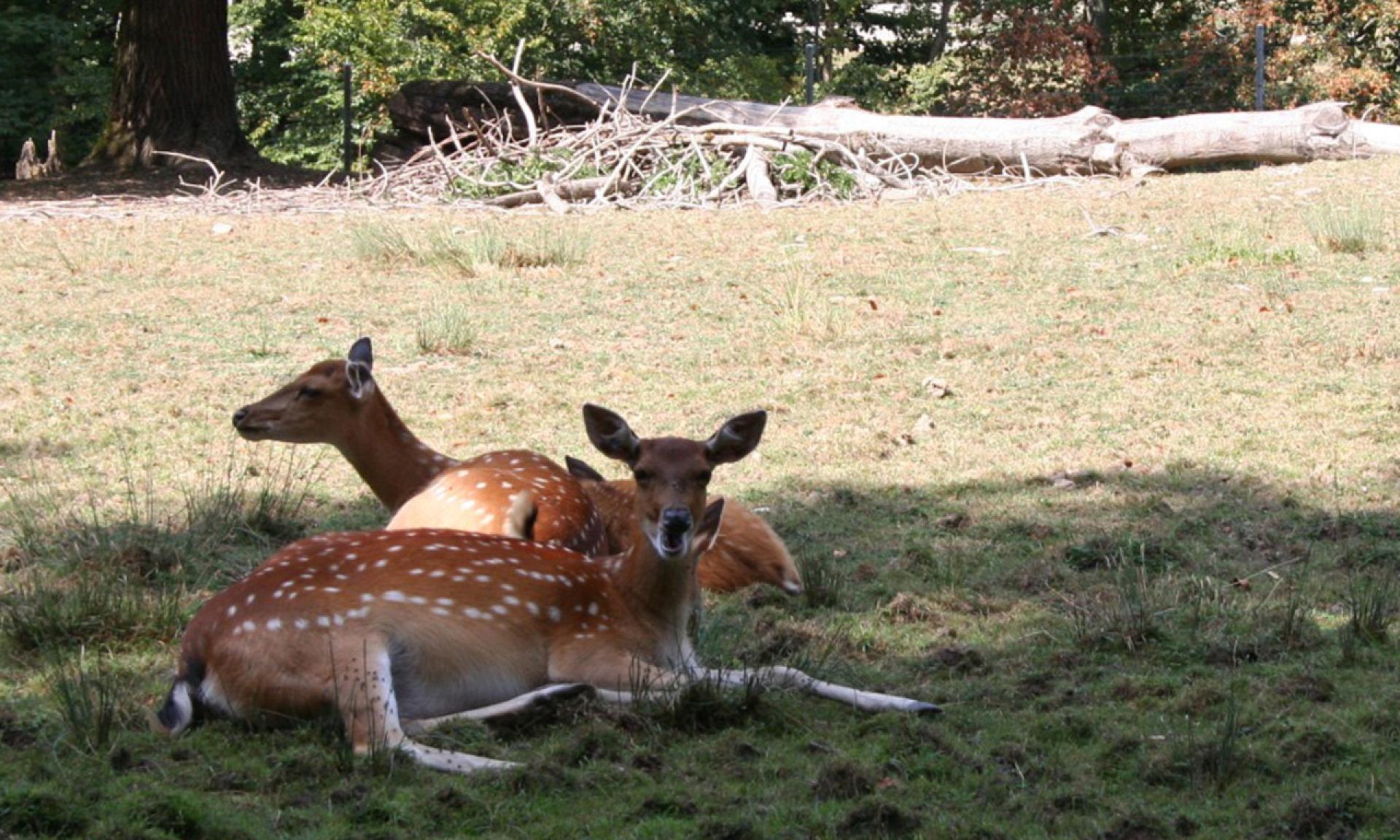 Wildpark Bruderhaus