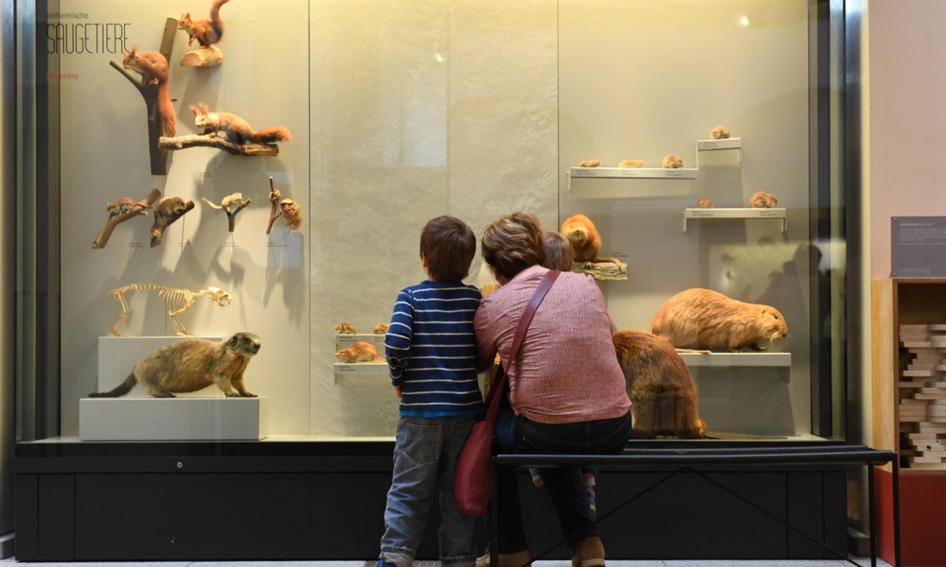 Zoologisches Museum