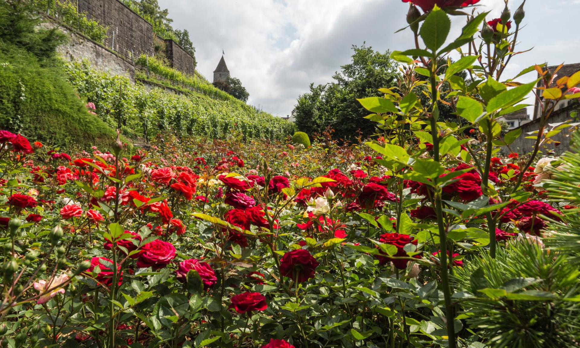 Rosengarten in Rapperswil am Zürichsee