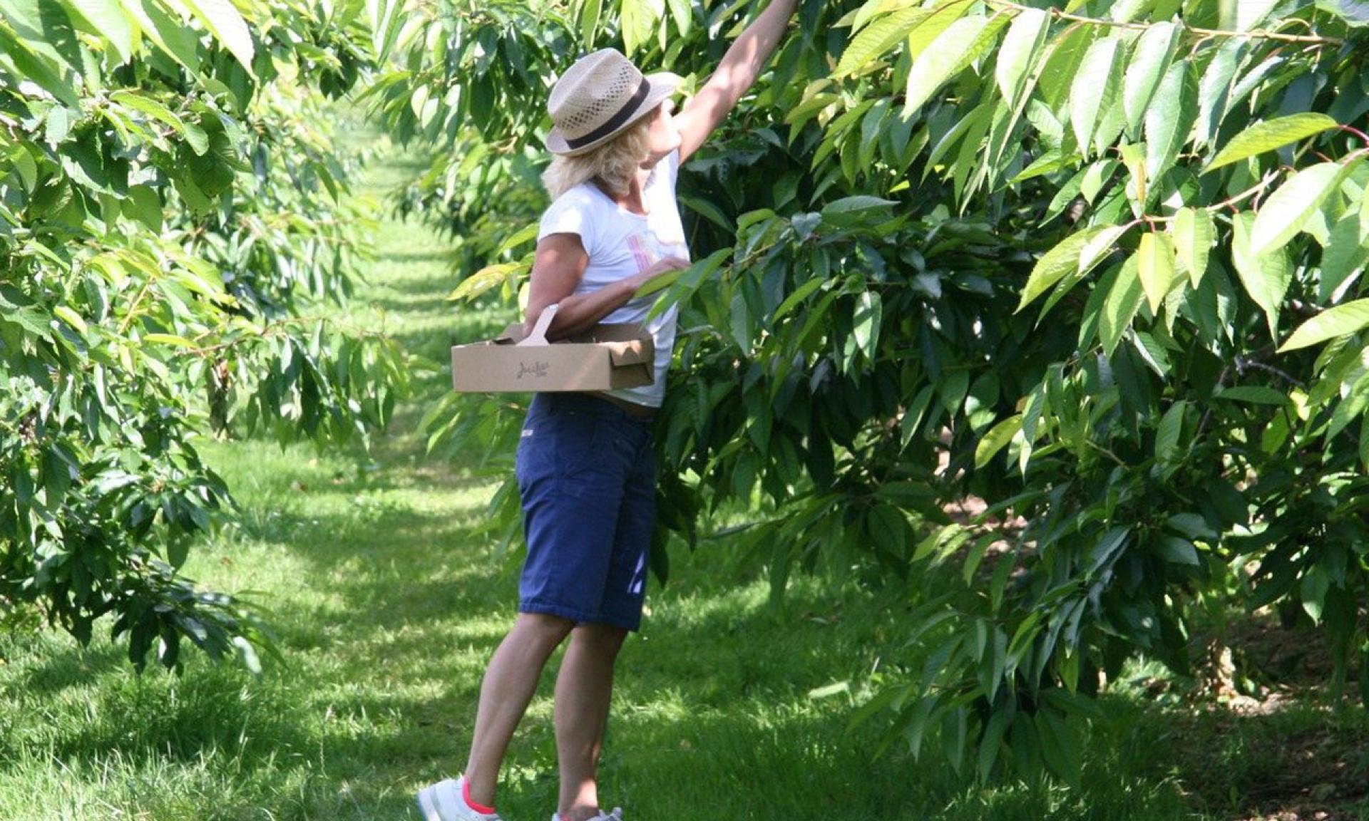 Juckerhof, Cherries