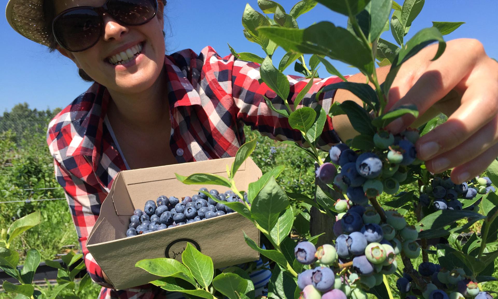 Juckerhof, Blueberries