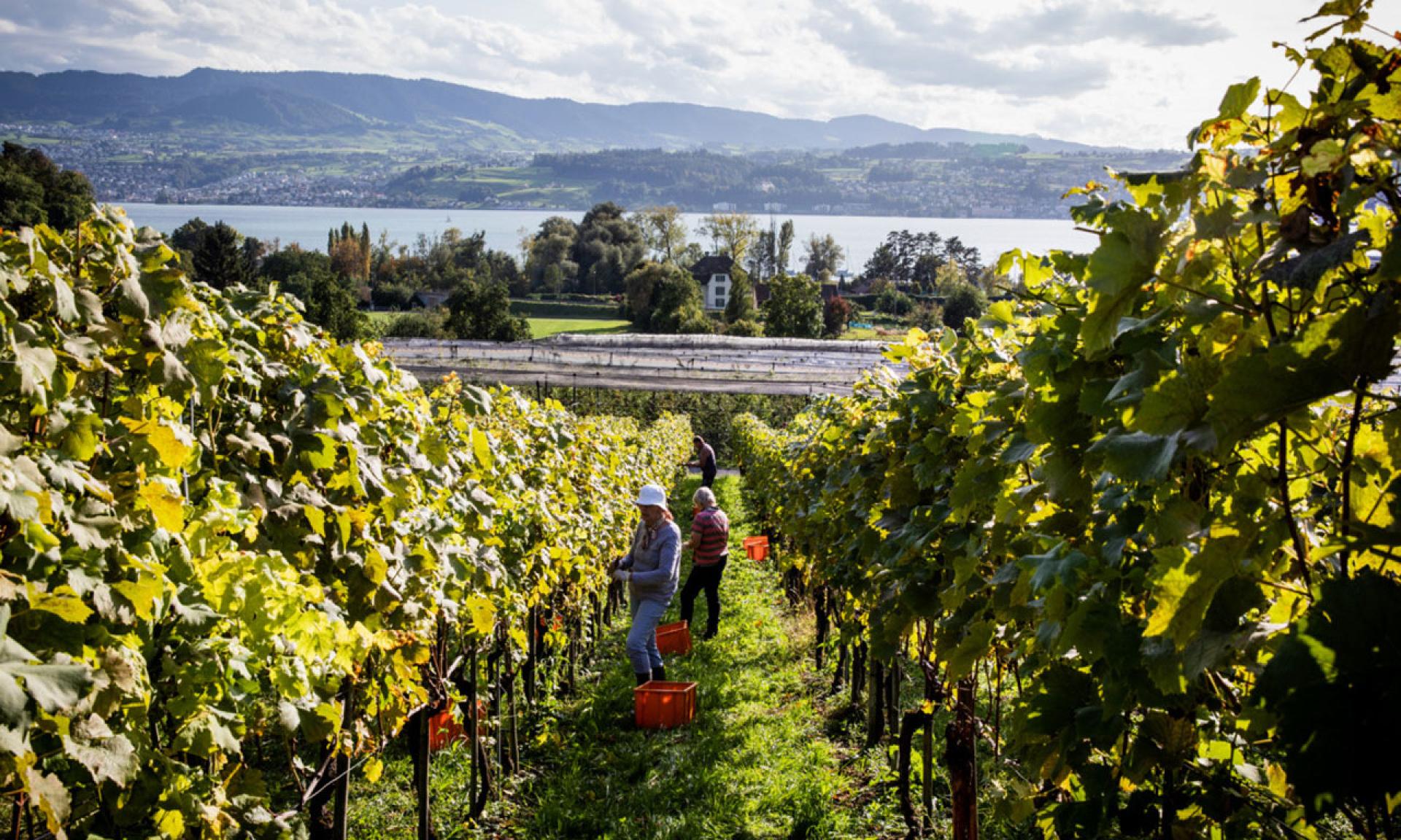 Veloroute 66, vineyard