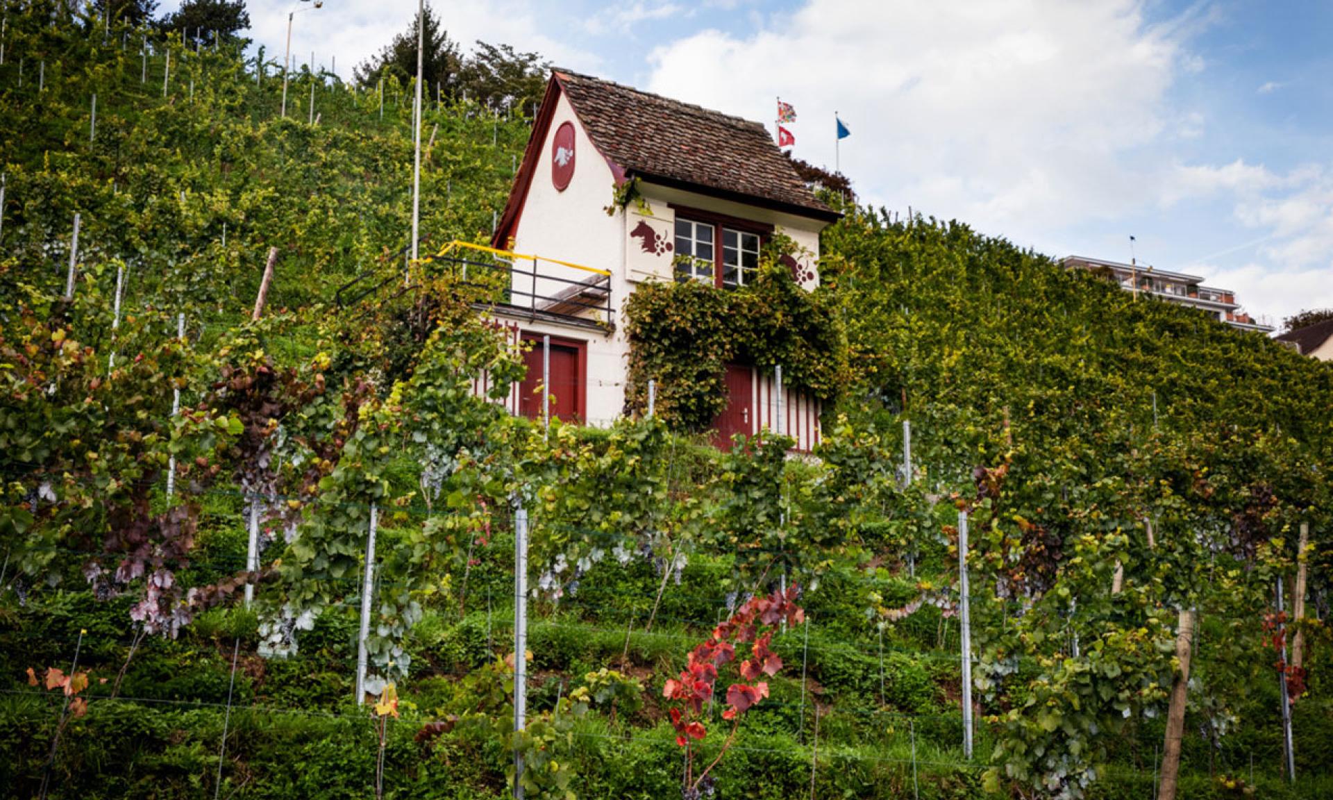 Veloroute 66, vineyard