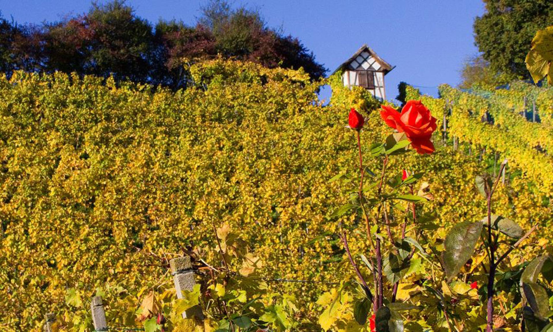 Weingut Rütihof