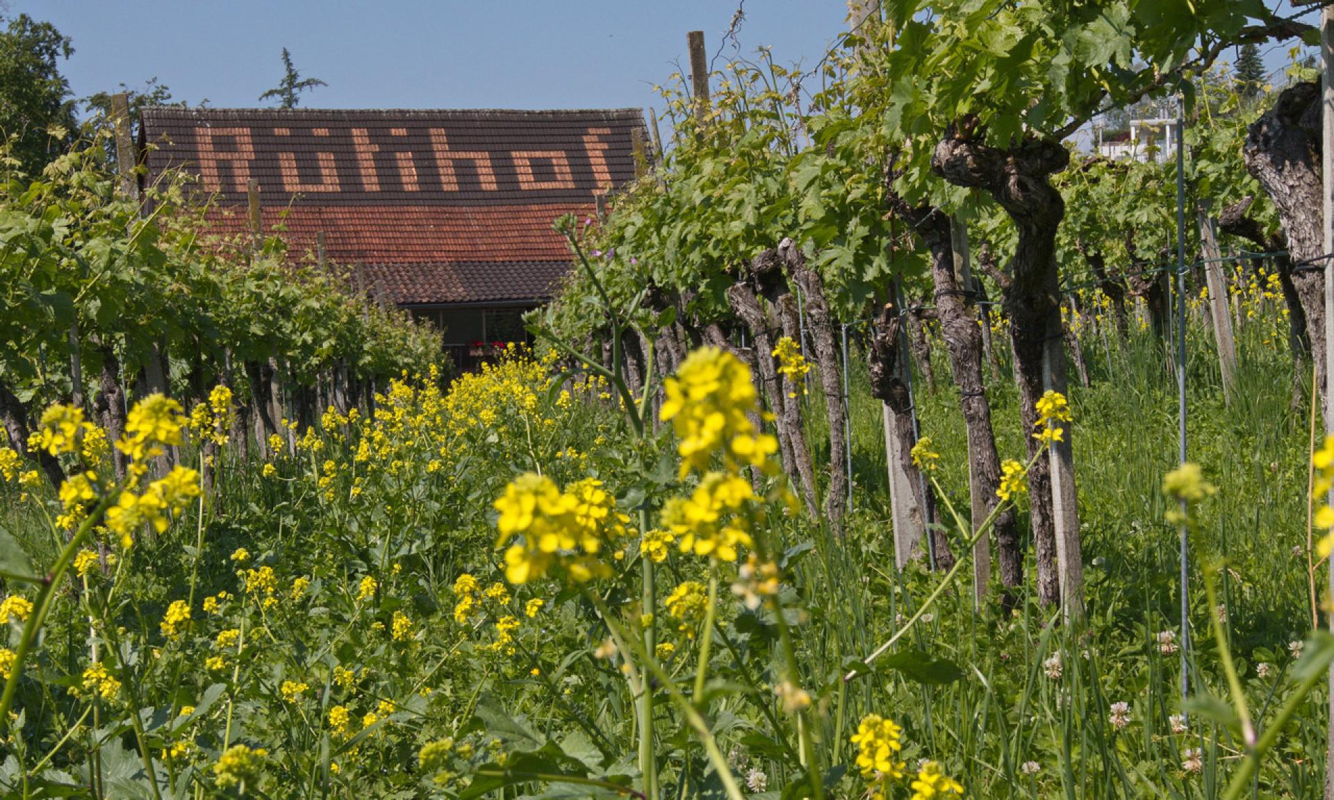 Tenuta vinicola Rütihof