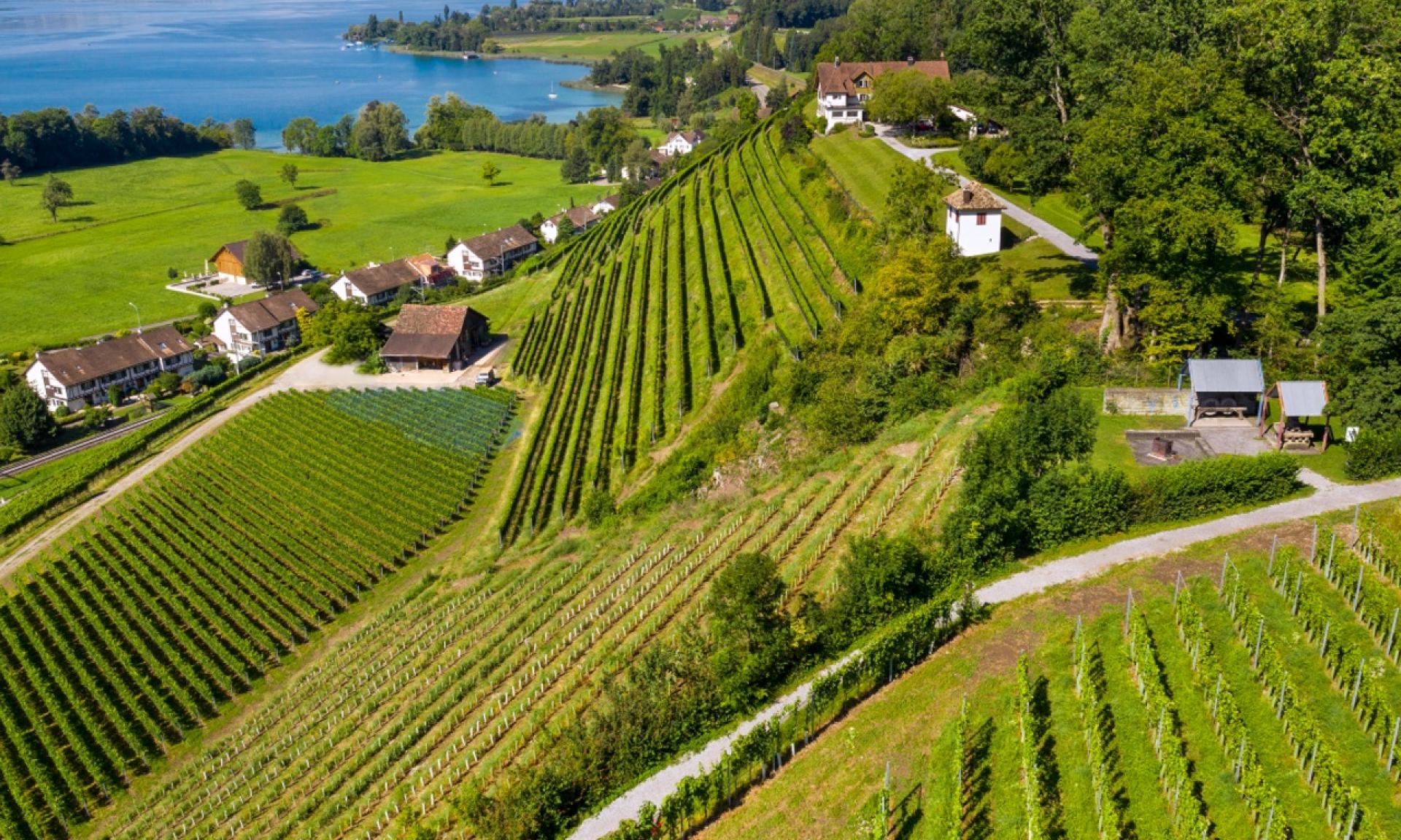 Weingut Höcklistein