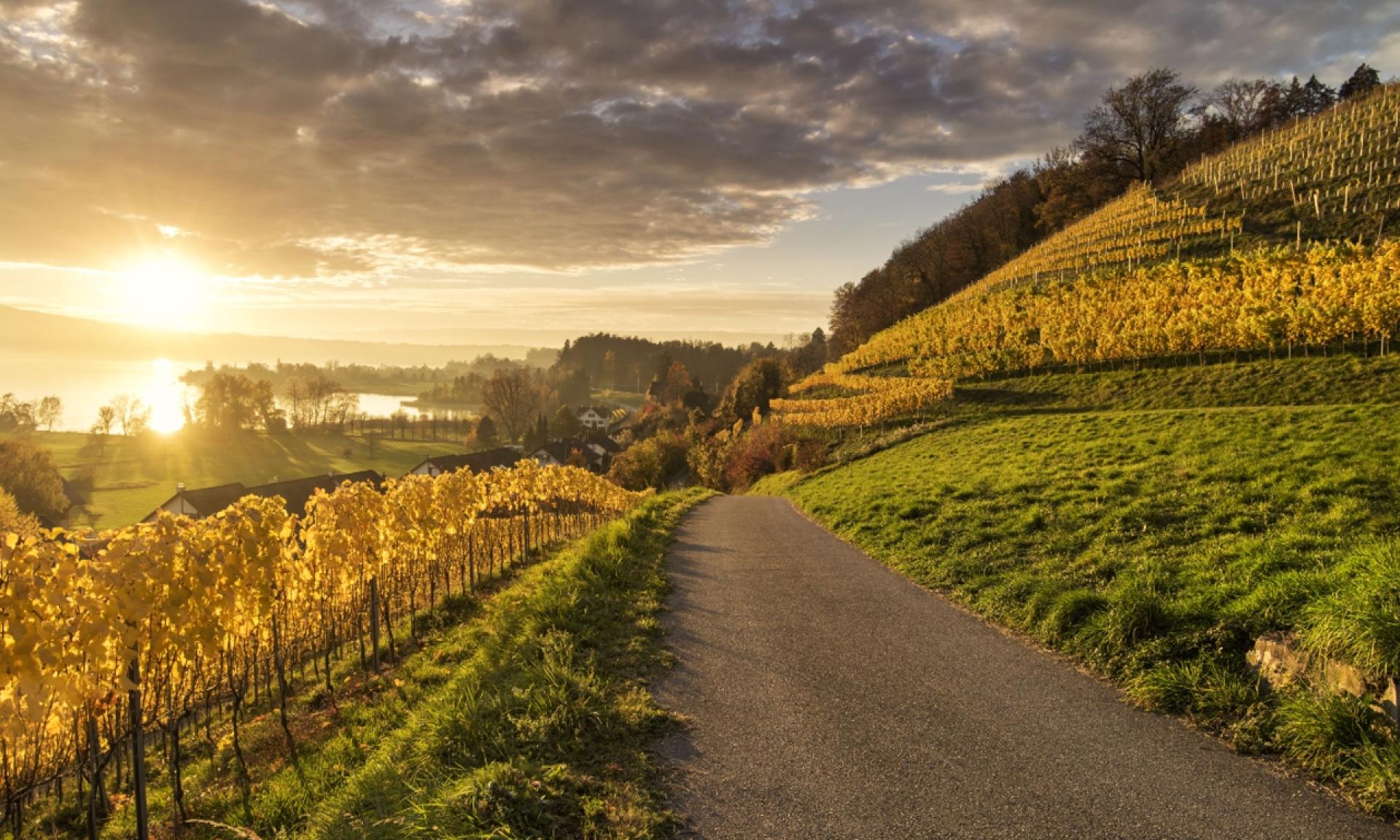 Weingut Höcklistein