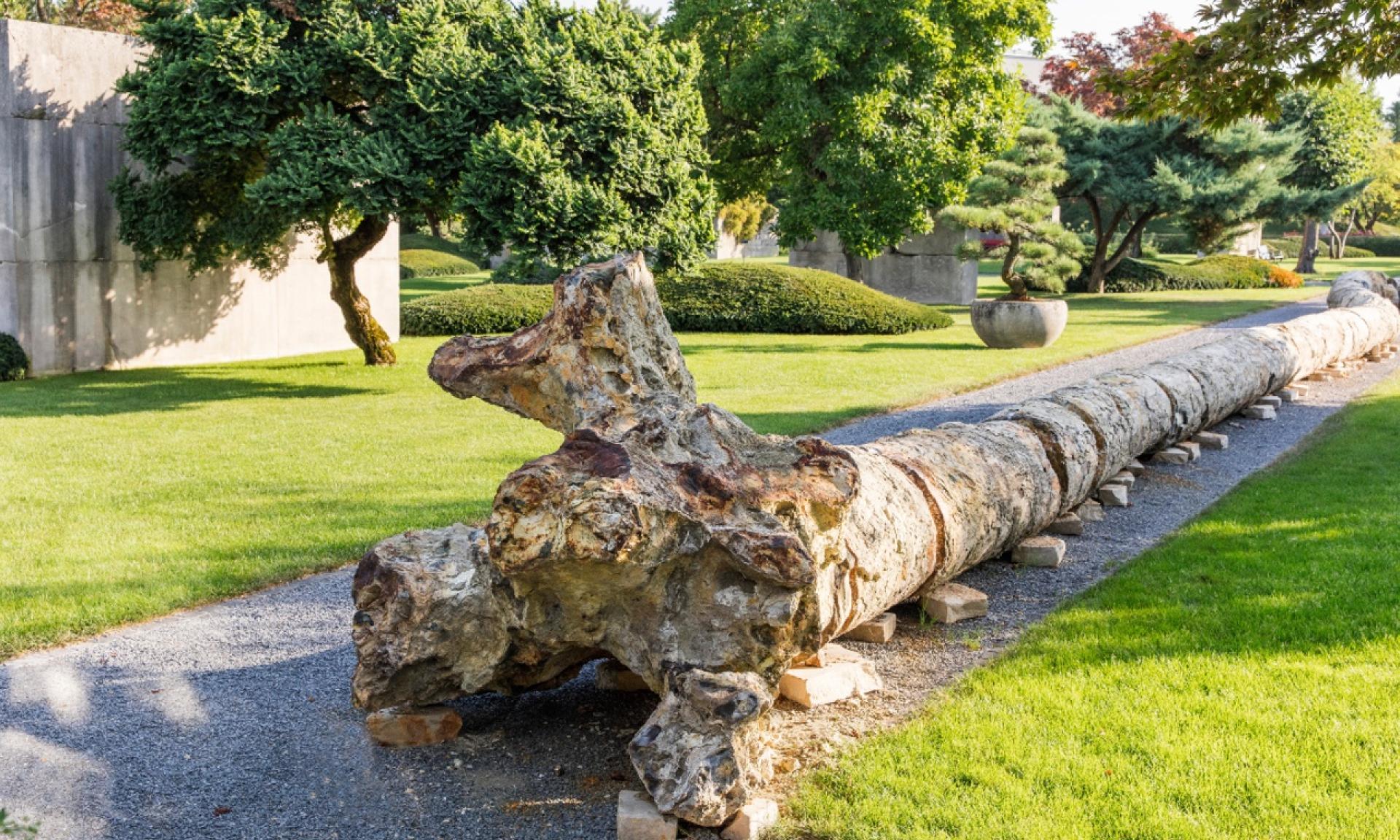 Enea Baummuseum