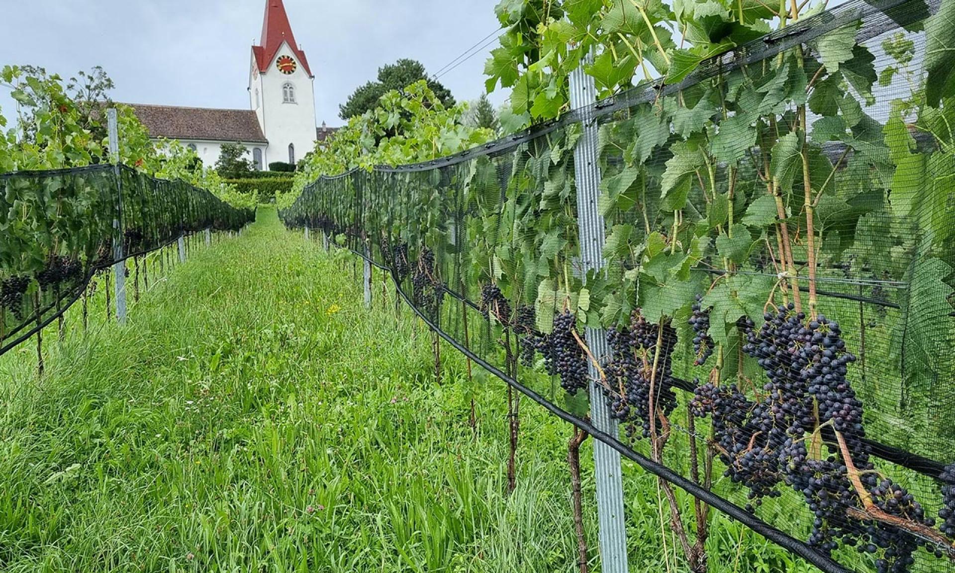 Städtischer Gutbetrieb Juchhof