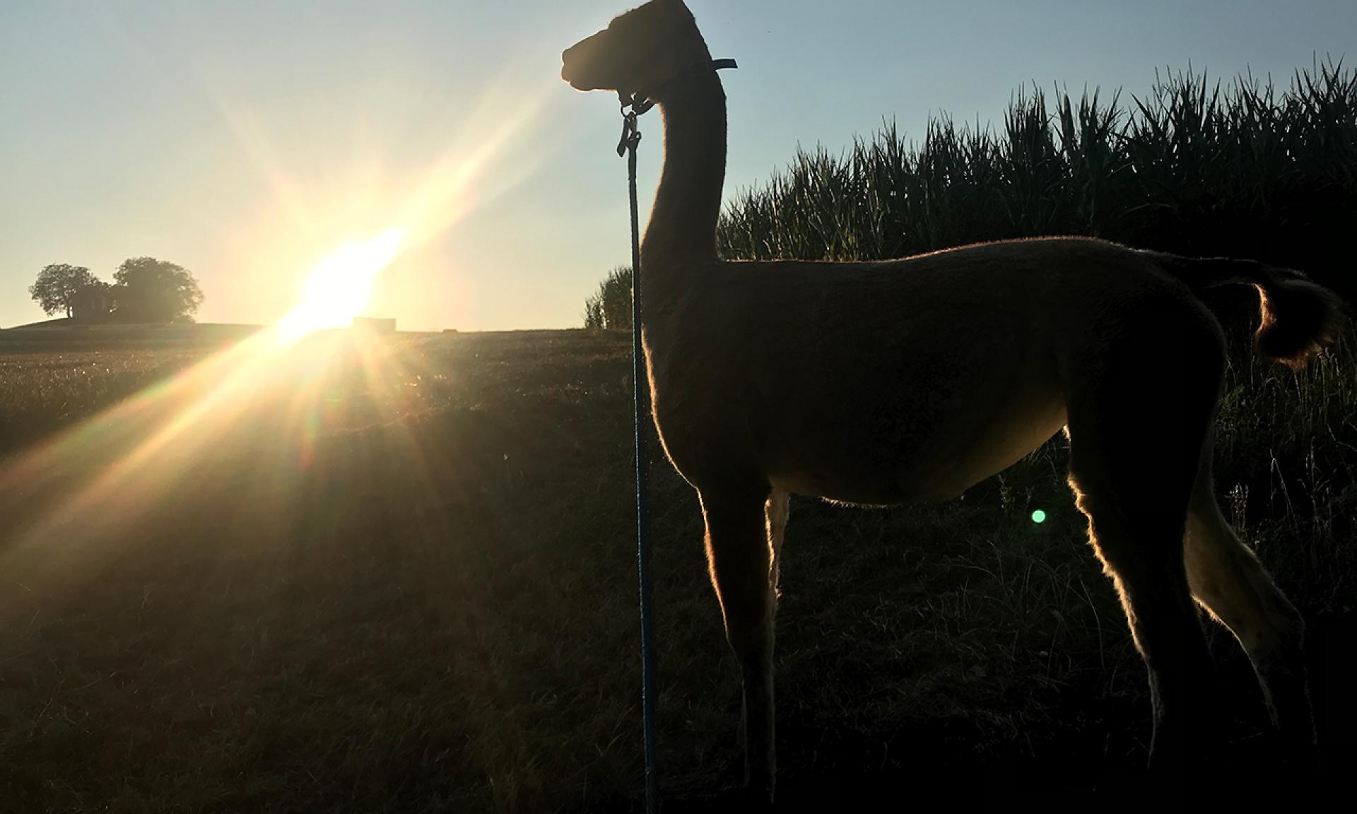 Lama Trekking