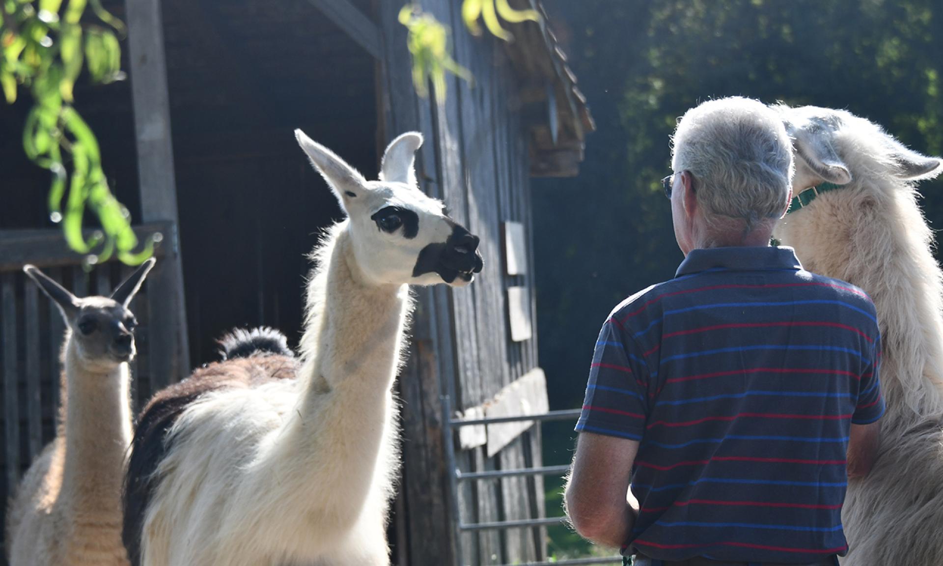 Lama Trekking