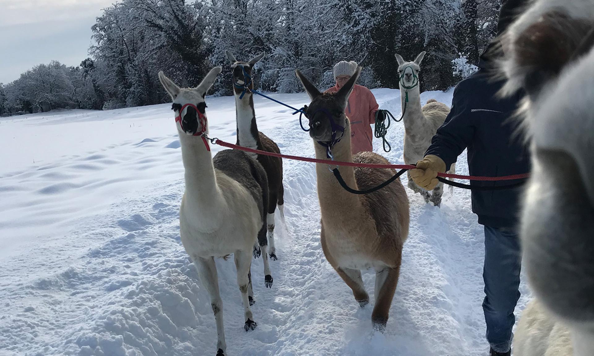 Lama Trekking