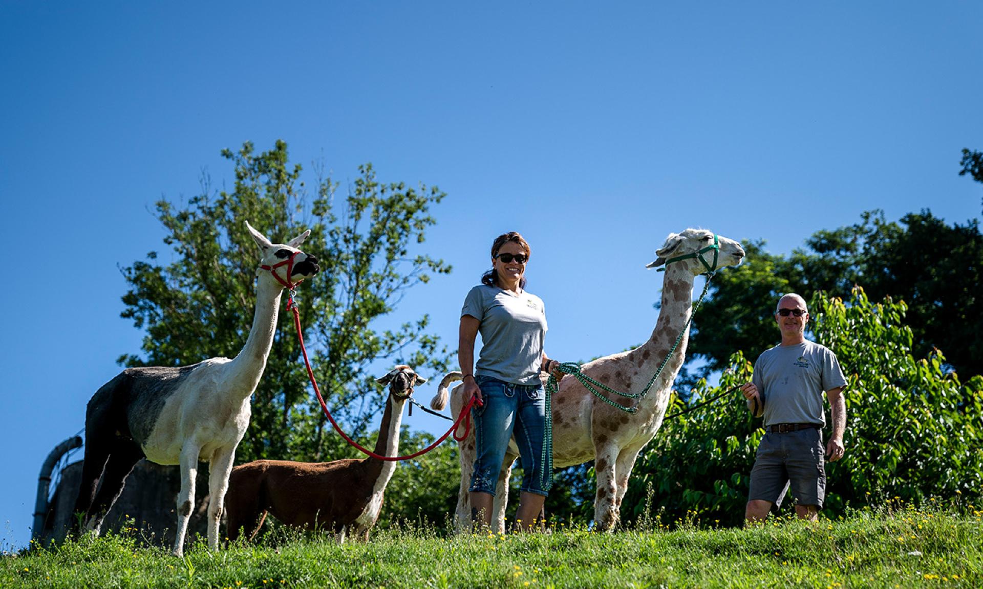 Lama Trekking
