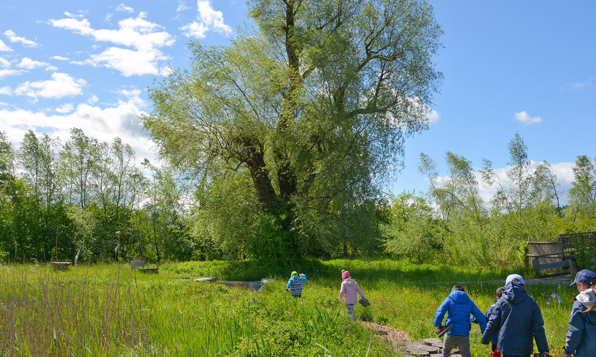 Naturstation Silberweide