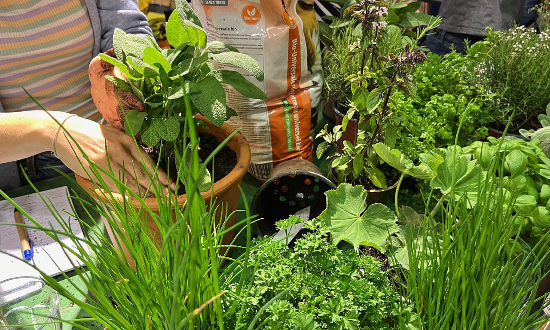 Urban Gardening