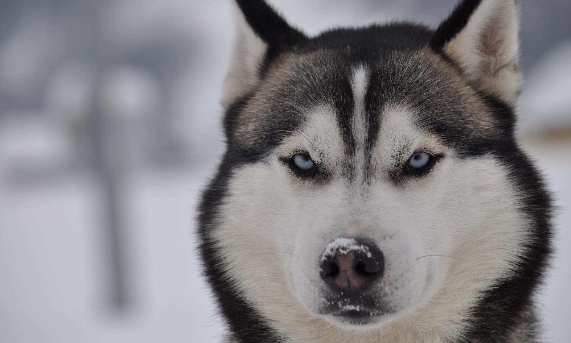 Husky