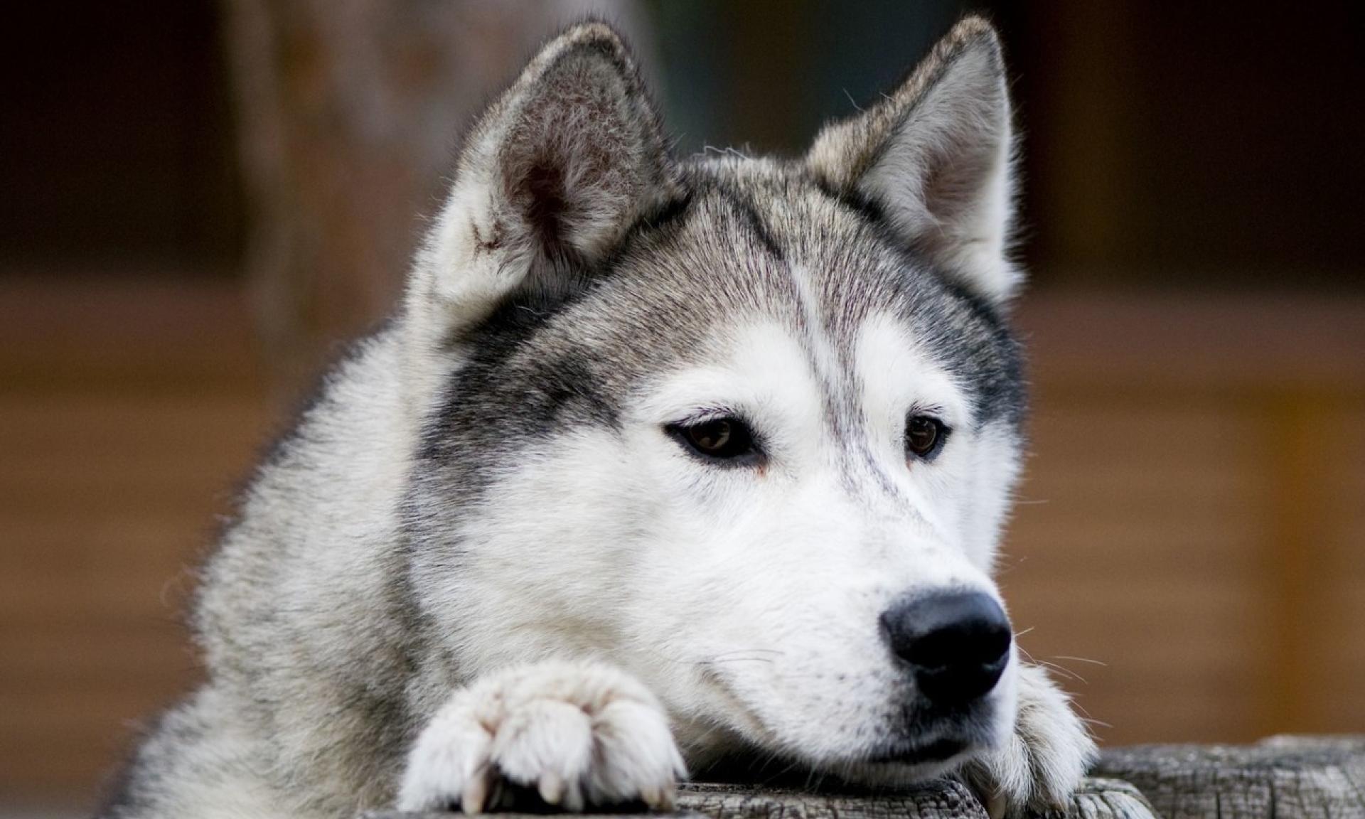 Husky tours