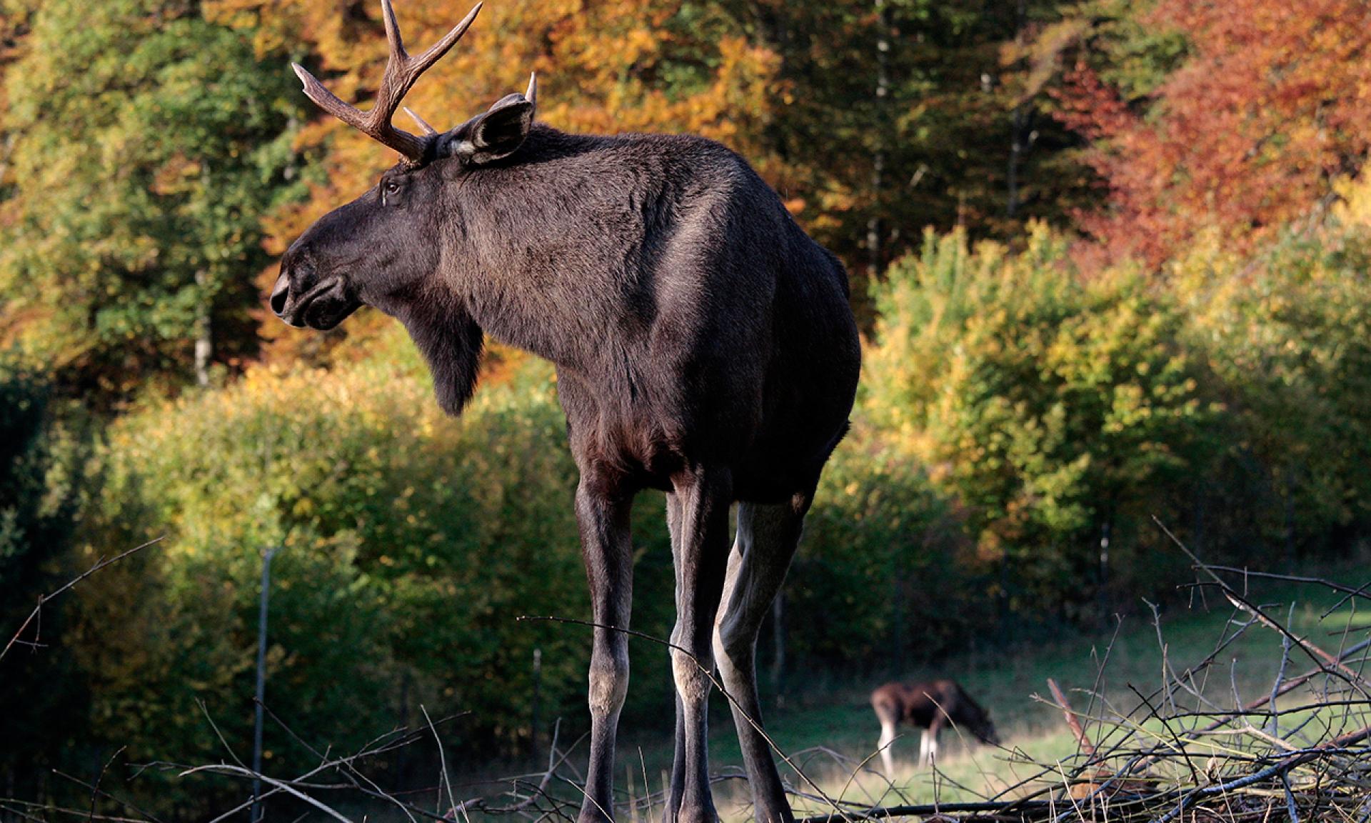 Tierpark Langenberg