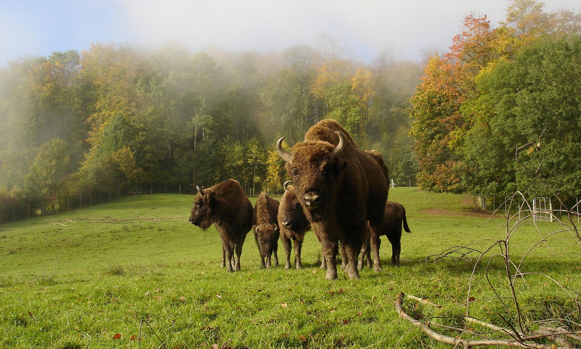 Tierpark Langenberg