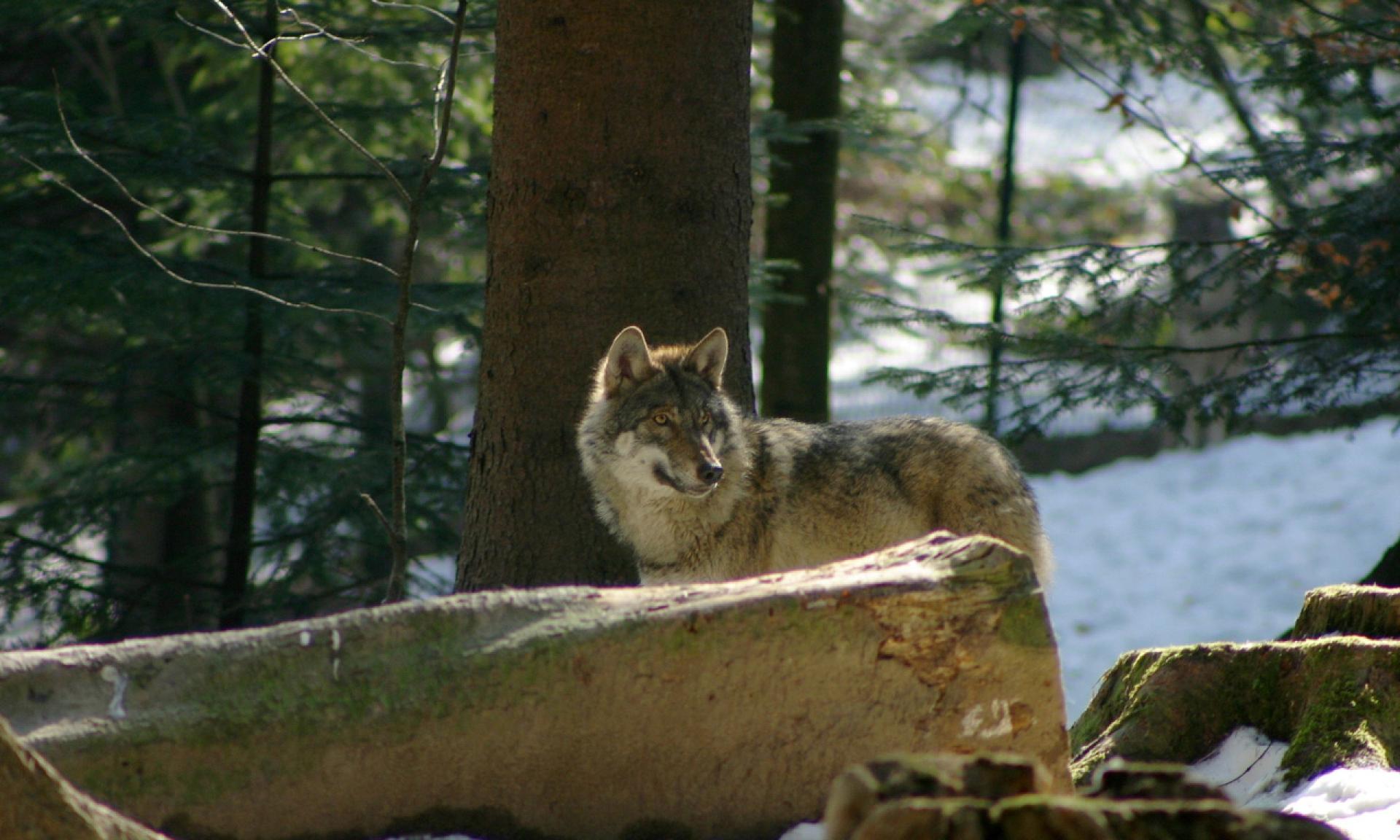 Tierpark Langenberg