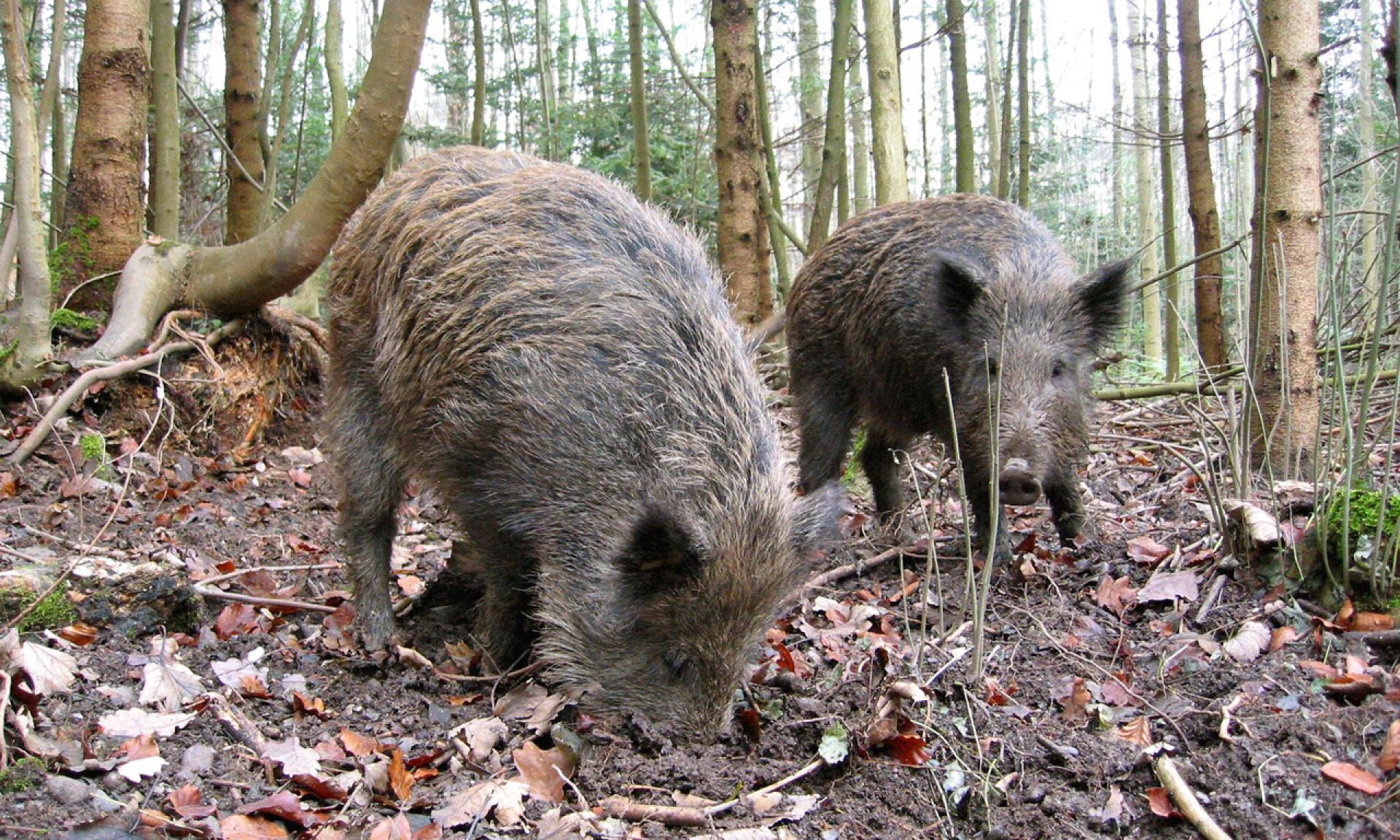 Tierpark Langenberg