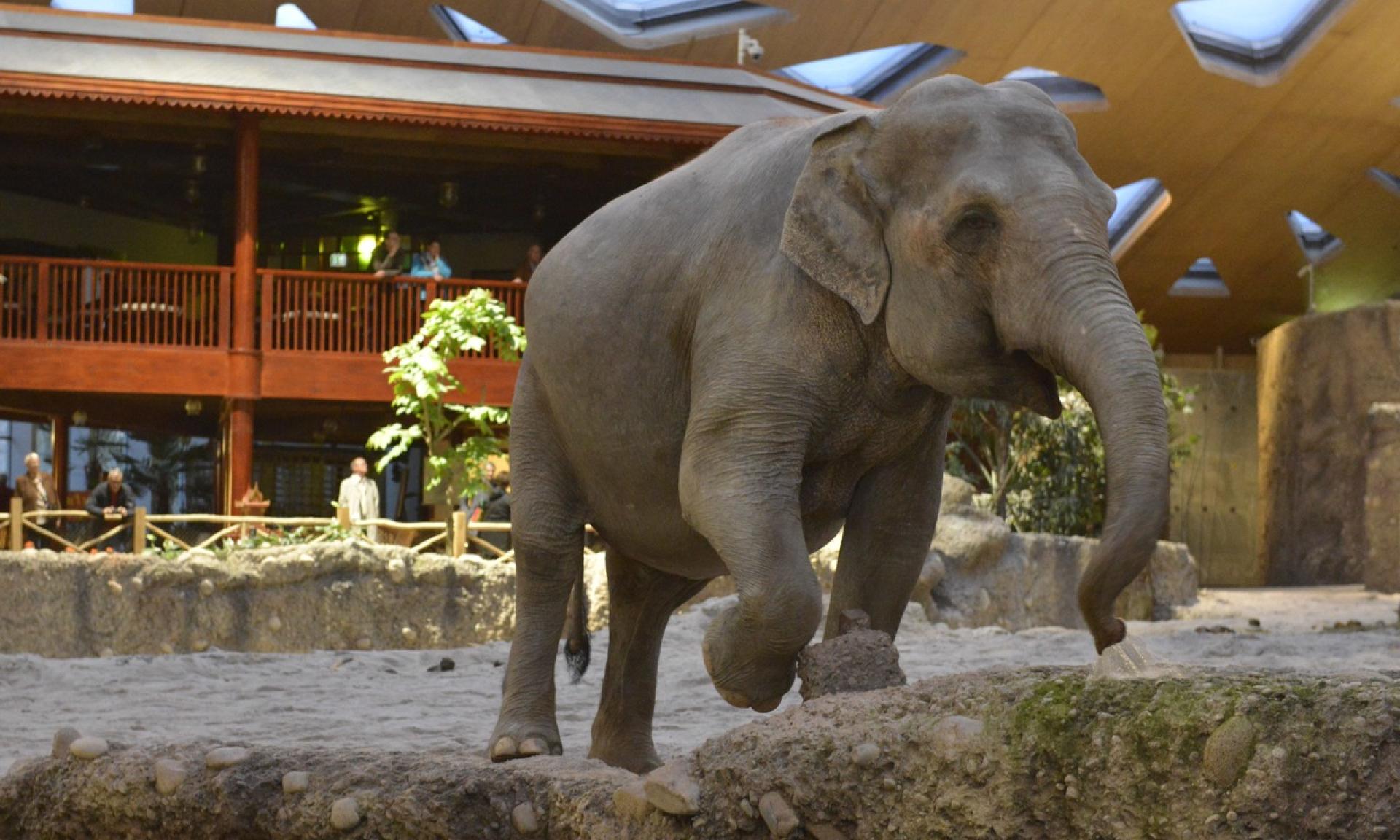 Kaeng Krachan Elephant Park
