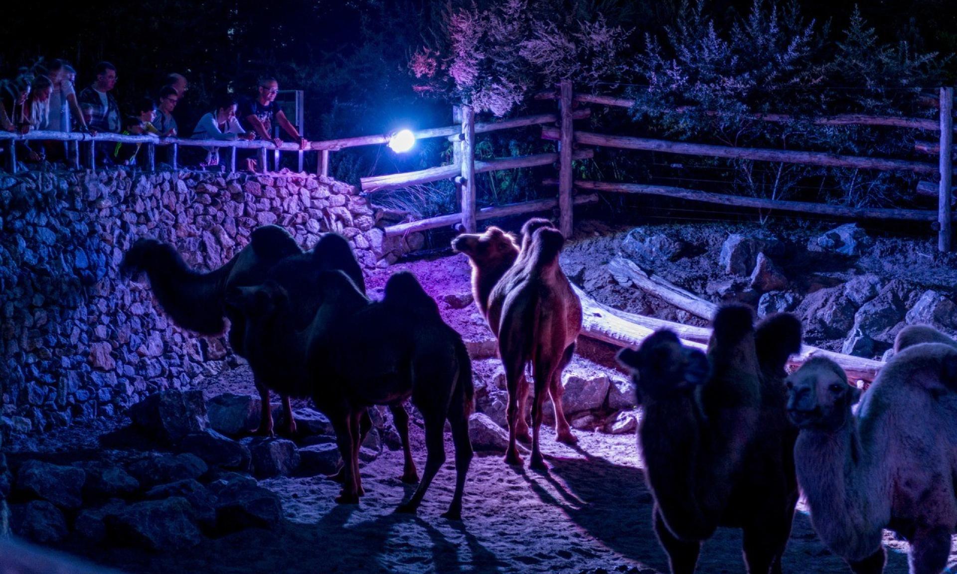 Night Tour
