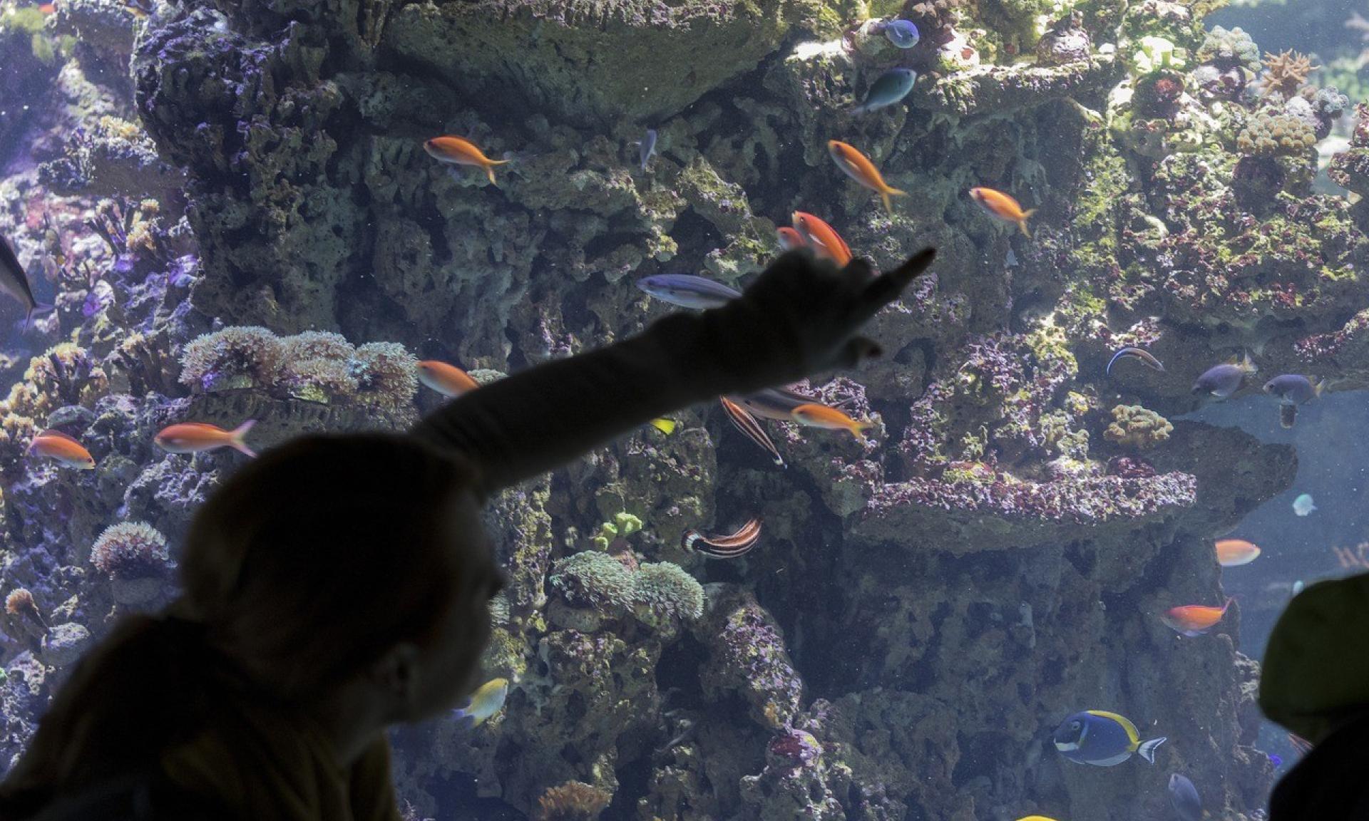 Aquarium