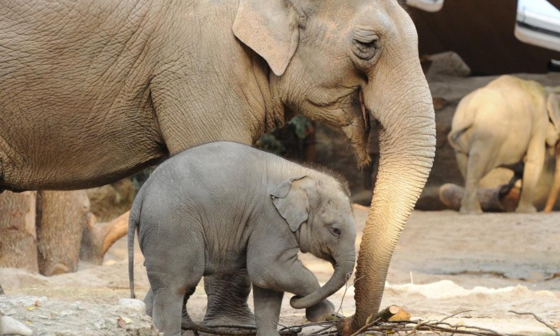 Elephants