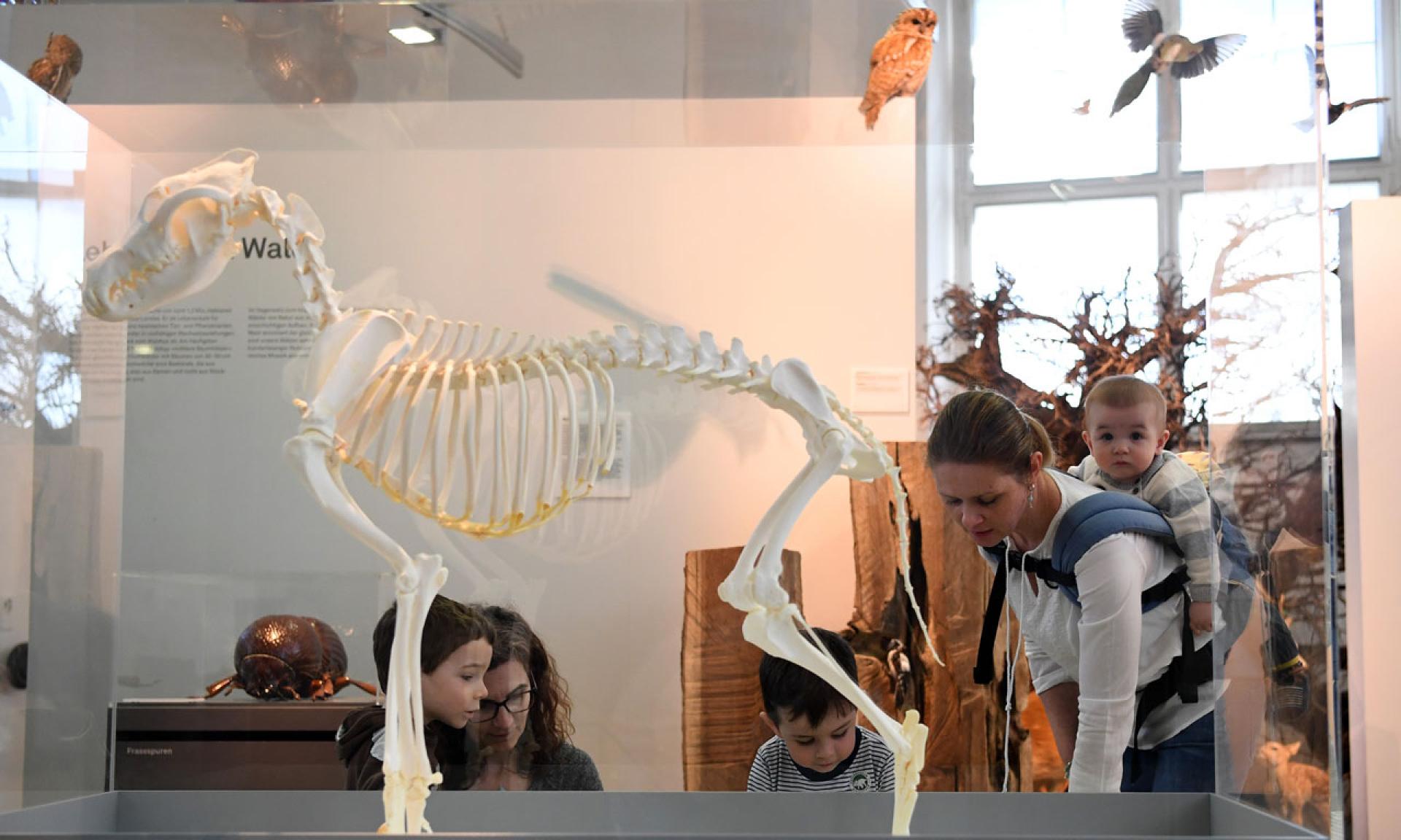 Naturmuseum Winterthur