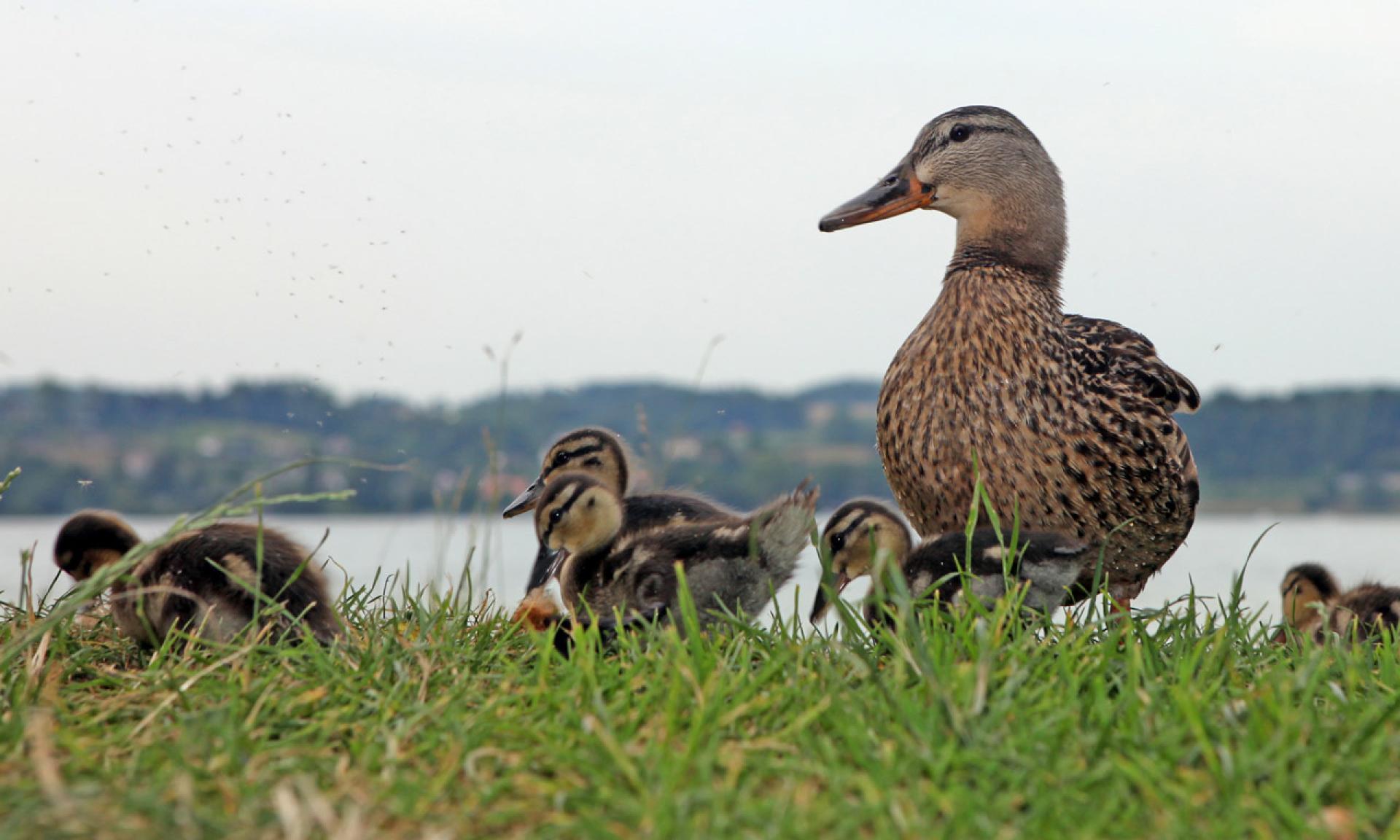 Ducks on Lützelau Island