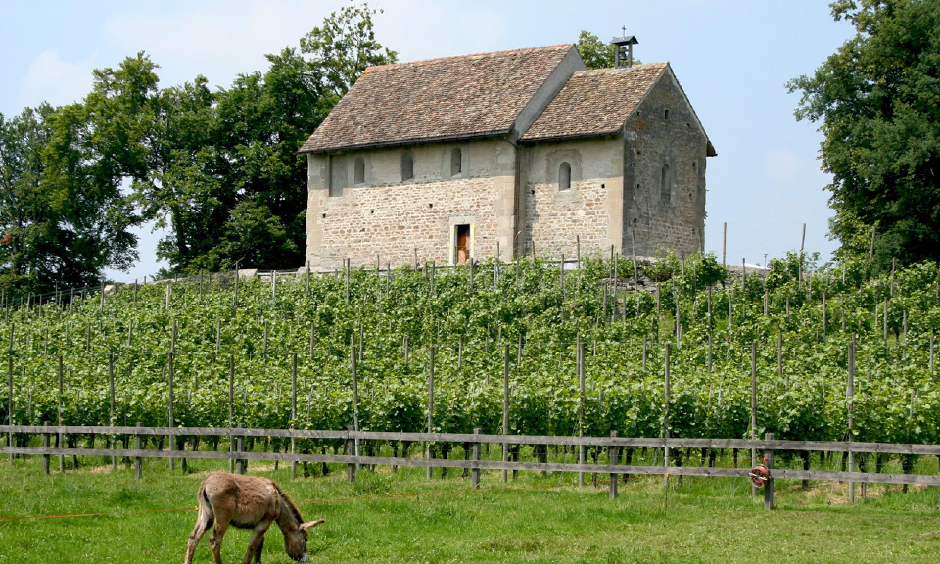 L'isola di Ufnau, cappella di San Martino