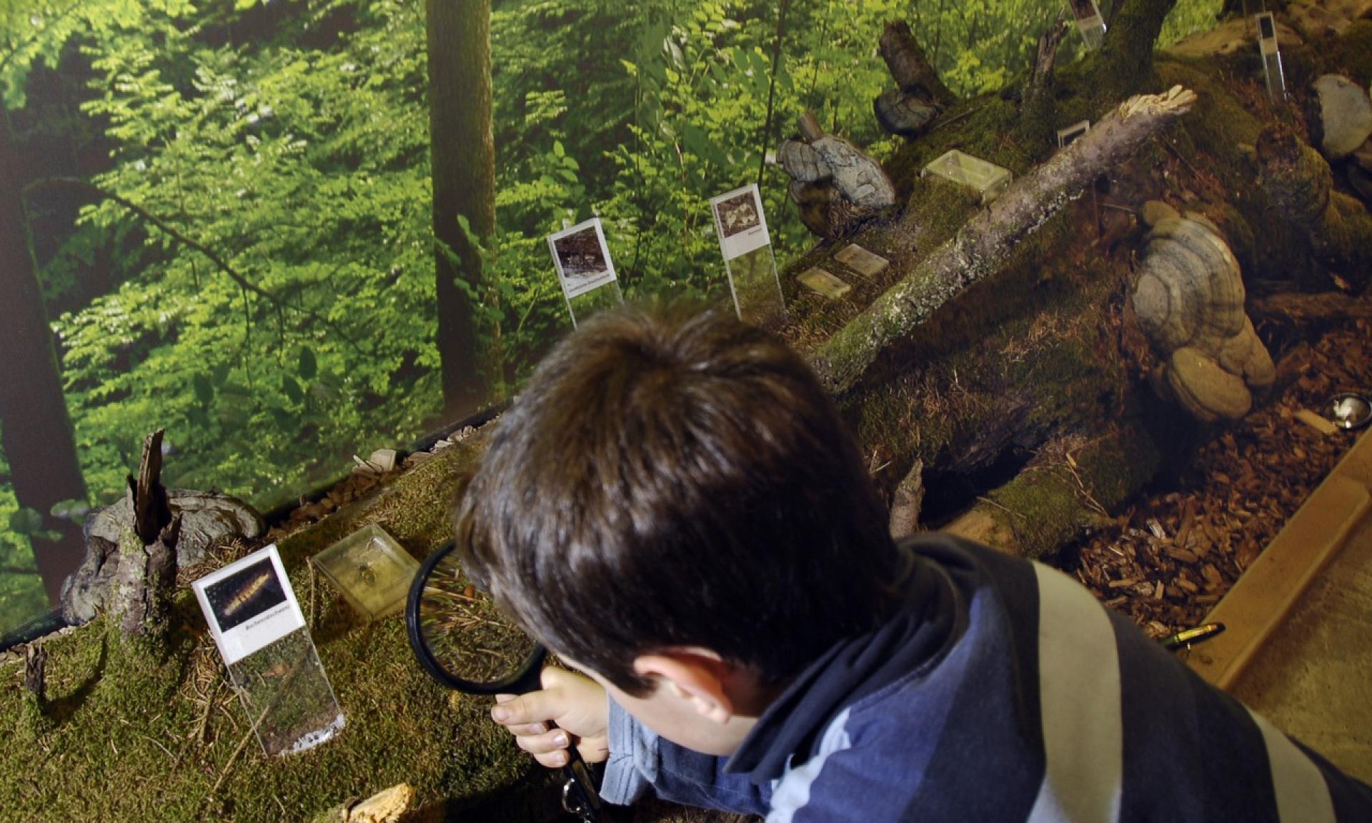 Naturmuseum Wildnispark Zürich