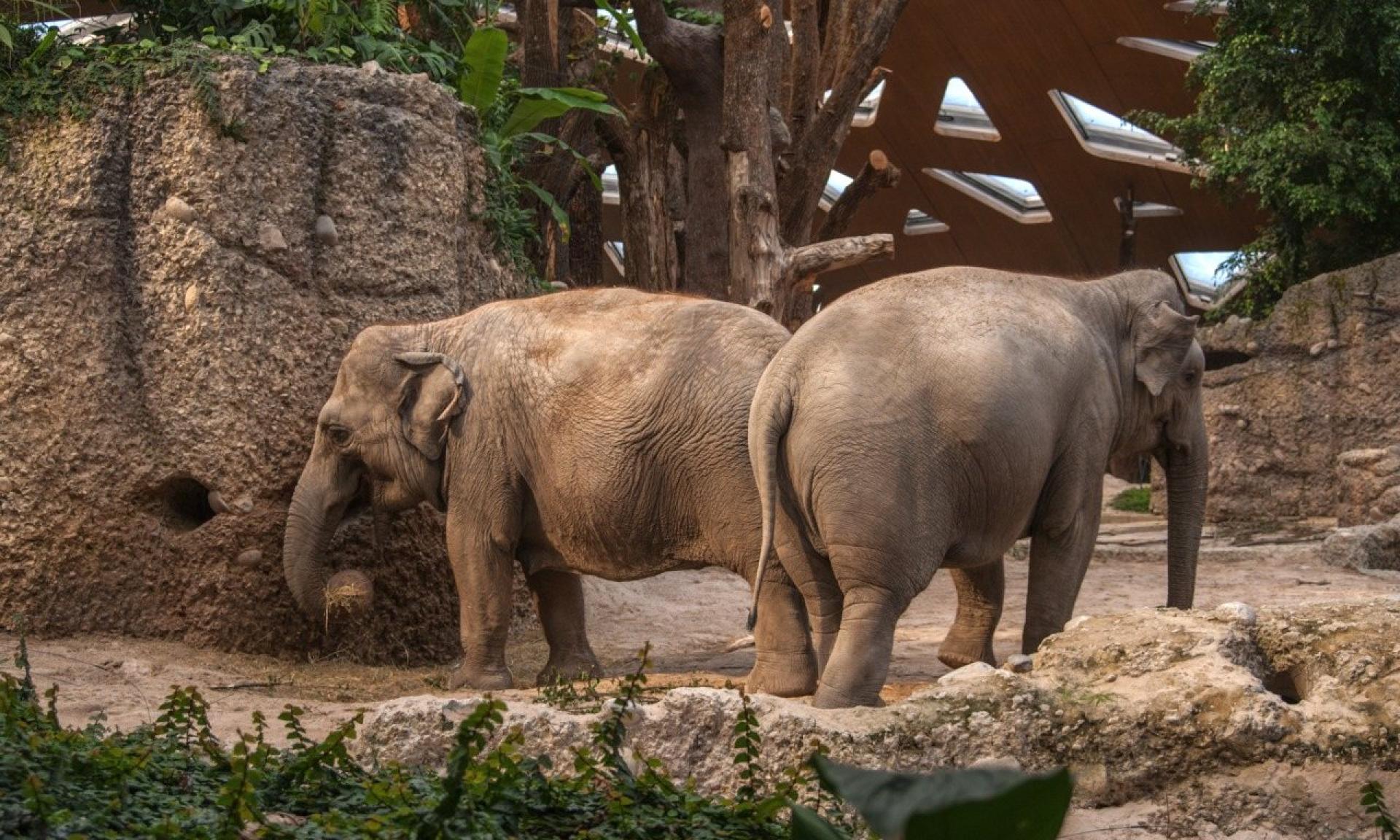 Zoo Zürich, Parco degli elefanti Kaeng Krachan
