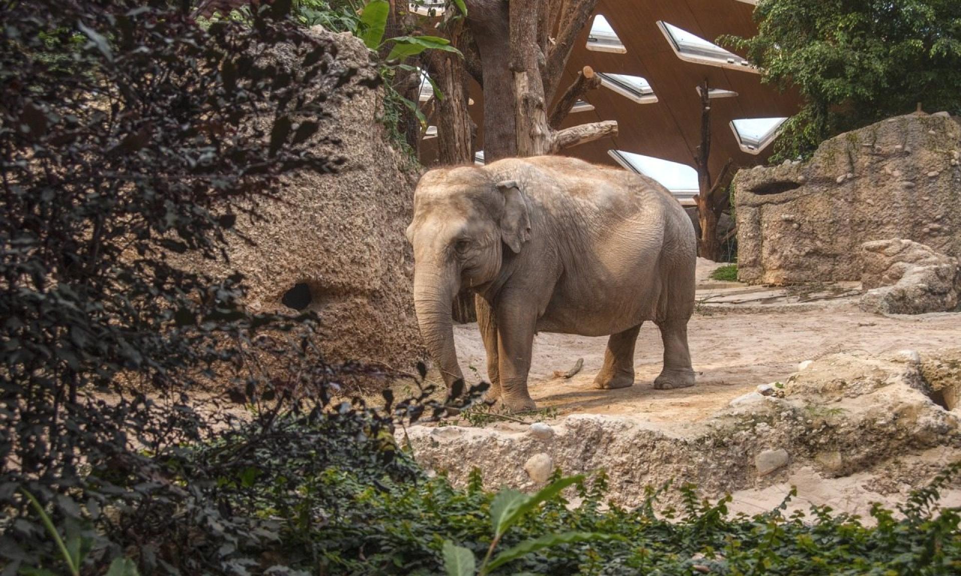 Zoo Zürich, Parco degli elefanti Kaeng Krachan