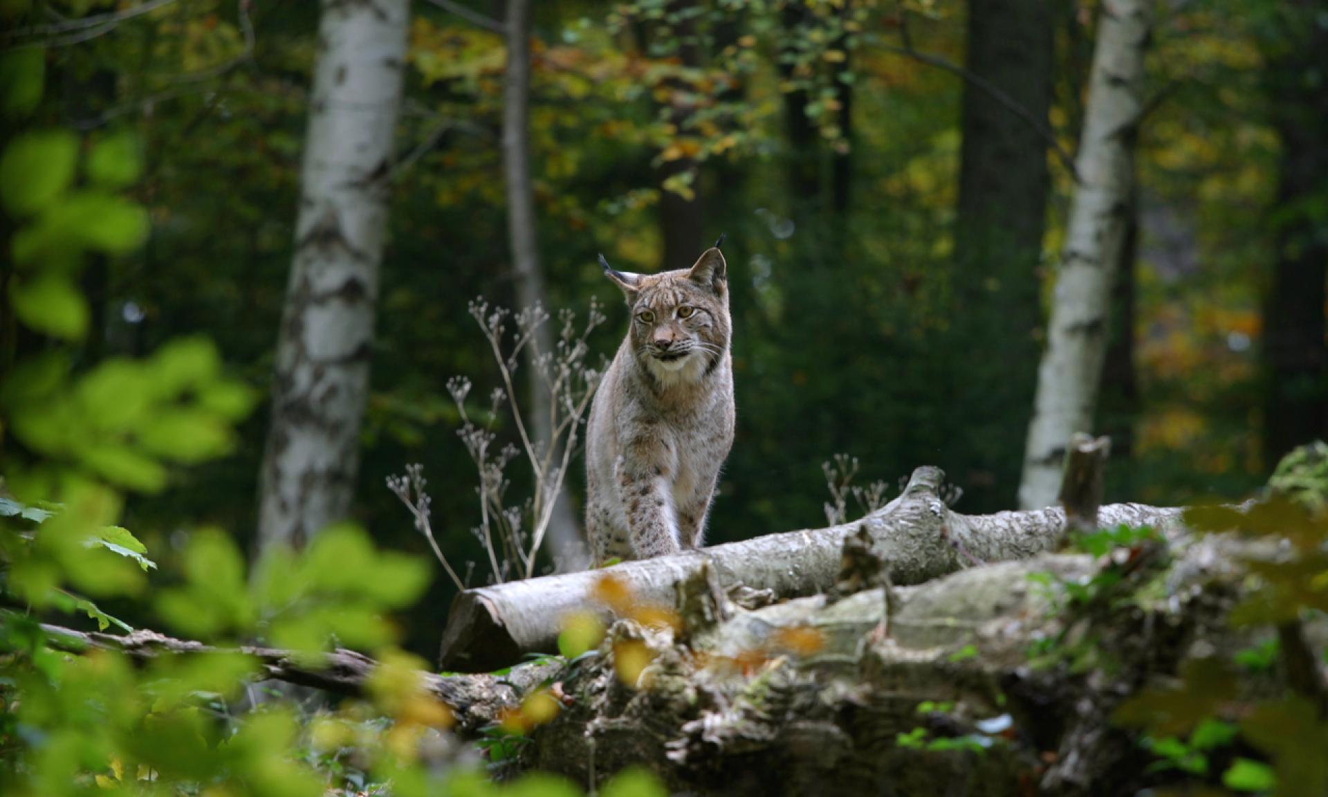 Tierpark Langenberg