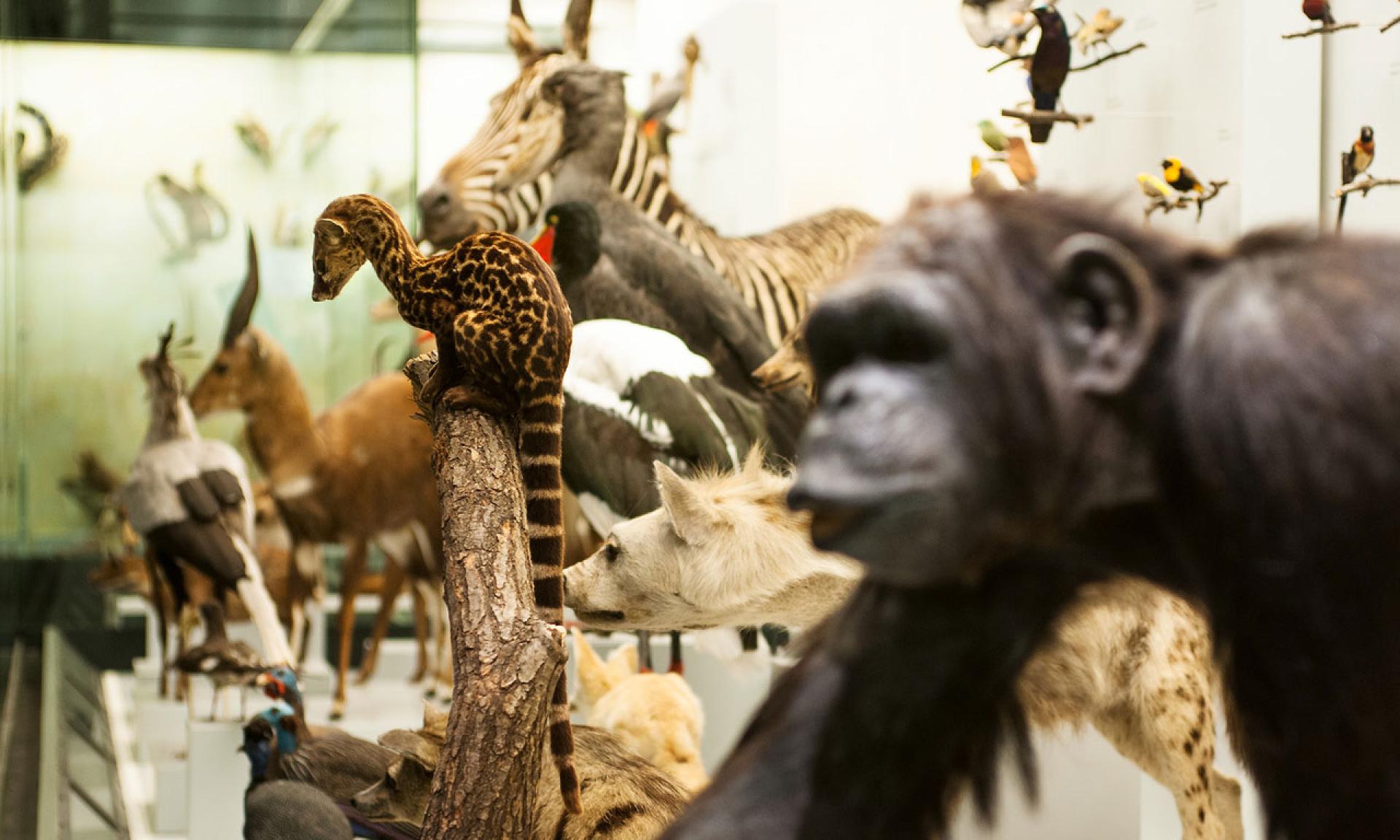 Zoological Museum Zurich