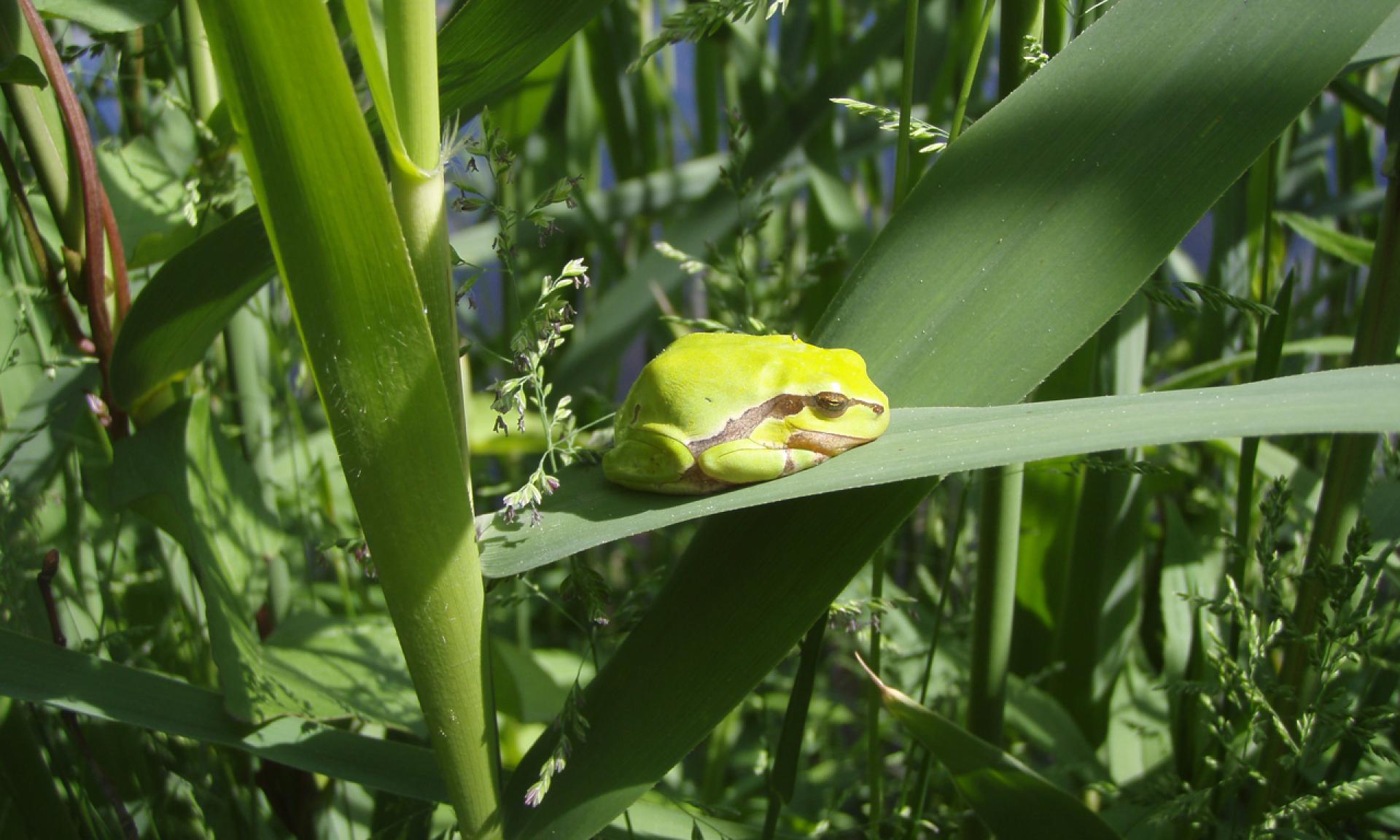 A frog relaxes in the sun in Kaltenbrunner Riet Zürichsee Kaltbrunn