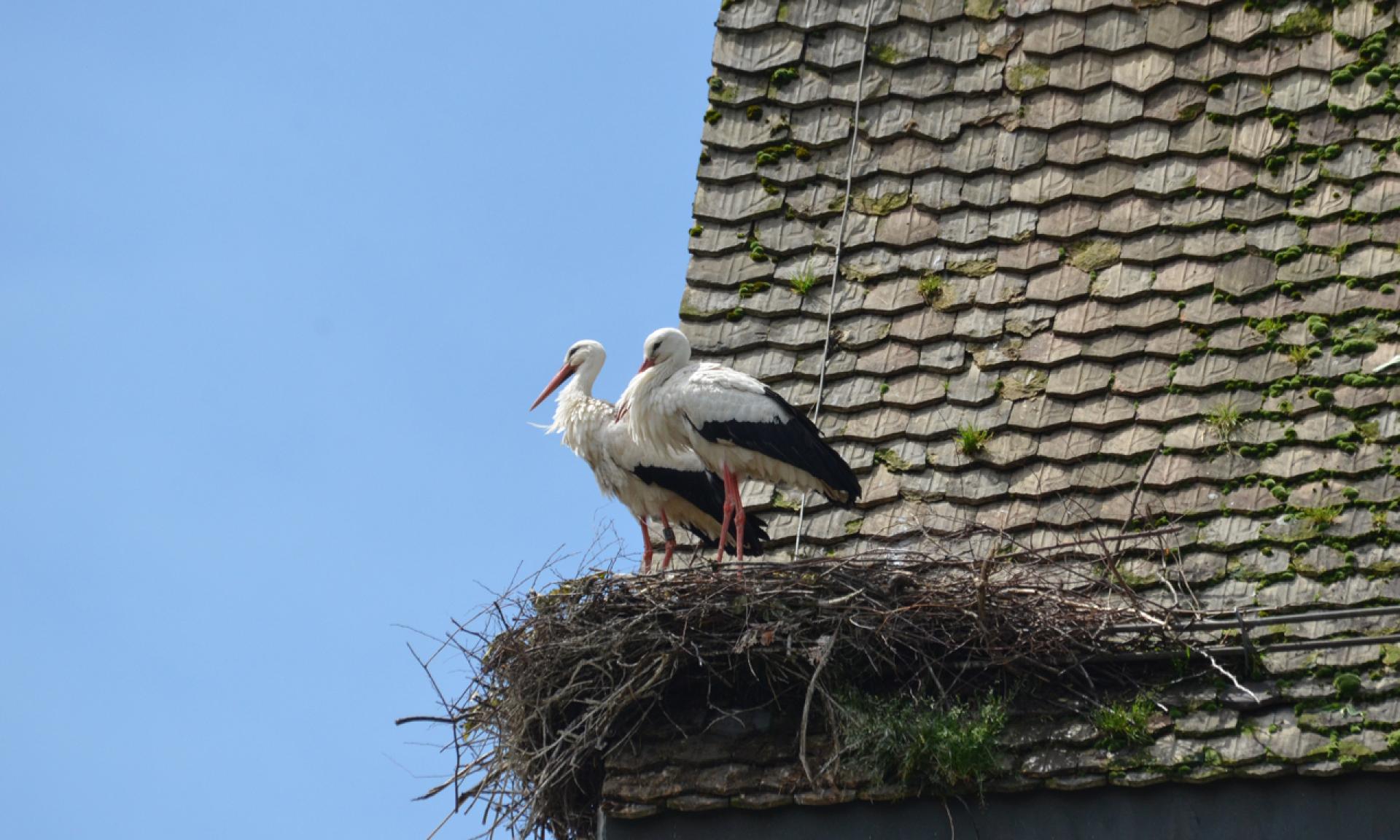 The Uznach stork colony