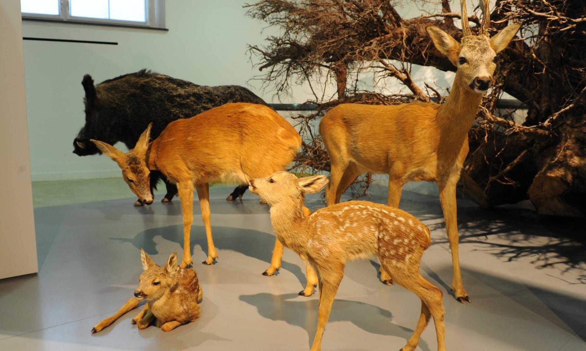 Permanent exhibition – the forest