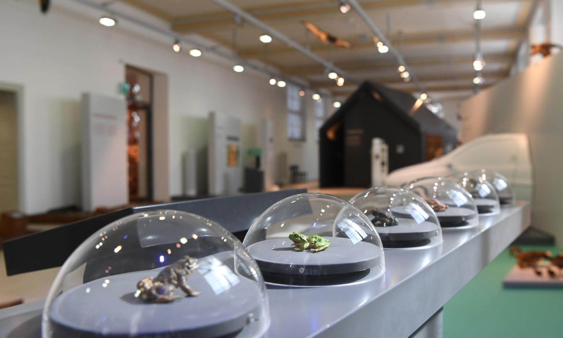 Visitors can explore the fascinating indigenous natural world
