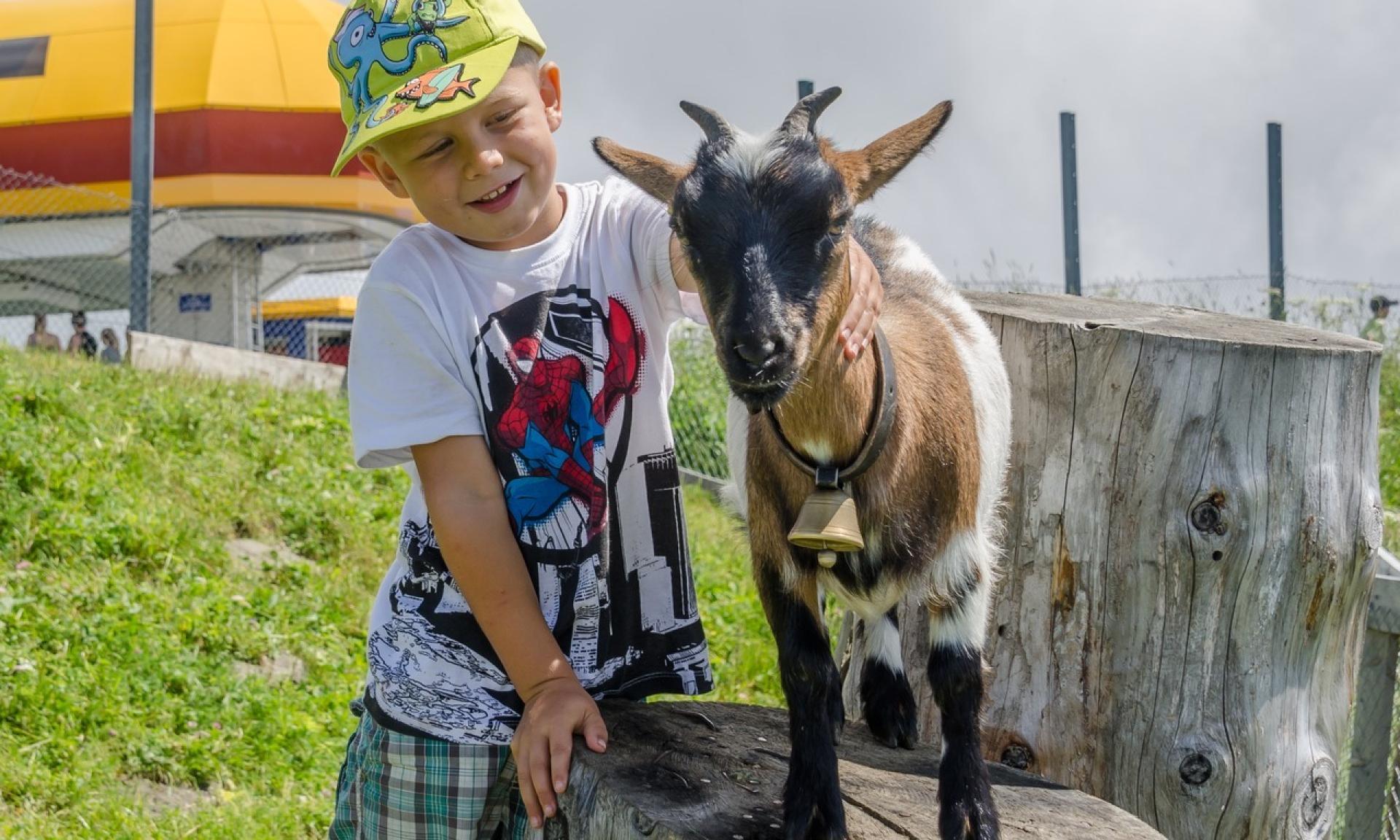 Goats at the summit restaurant
